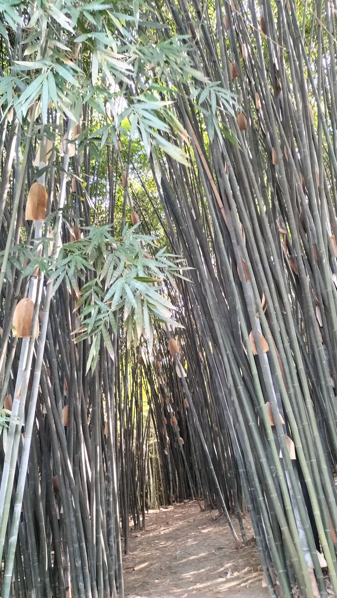 中国竹艺城旅行图片 2