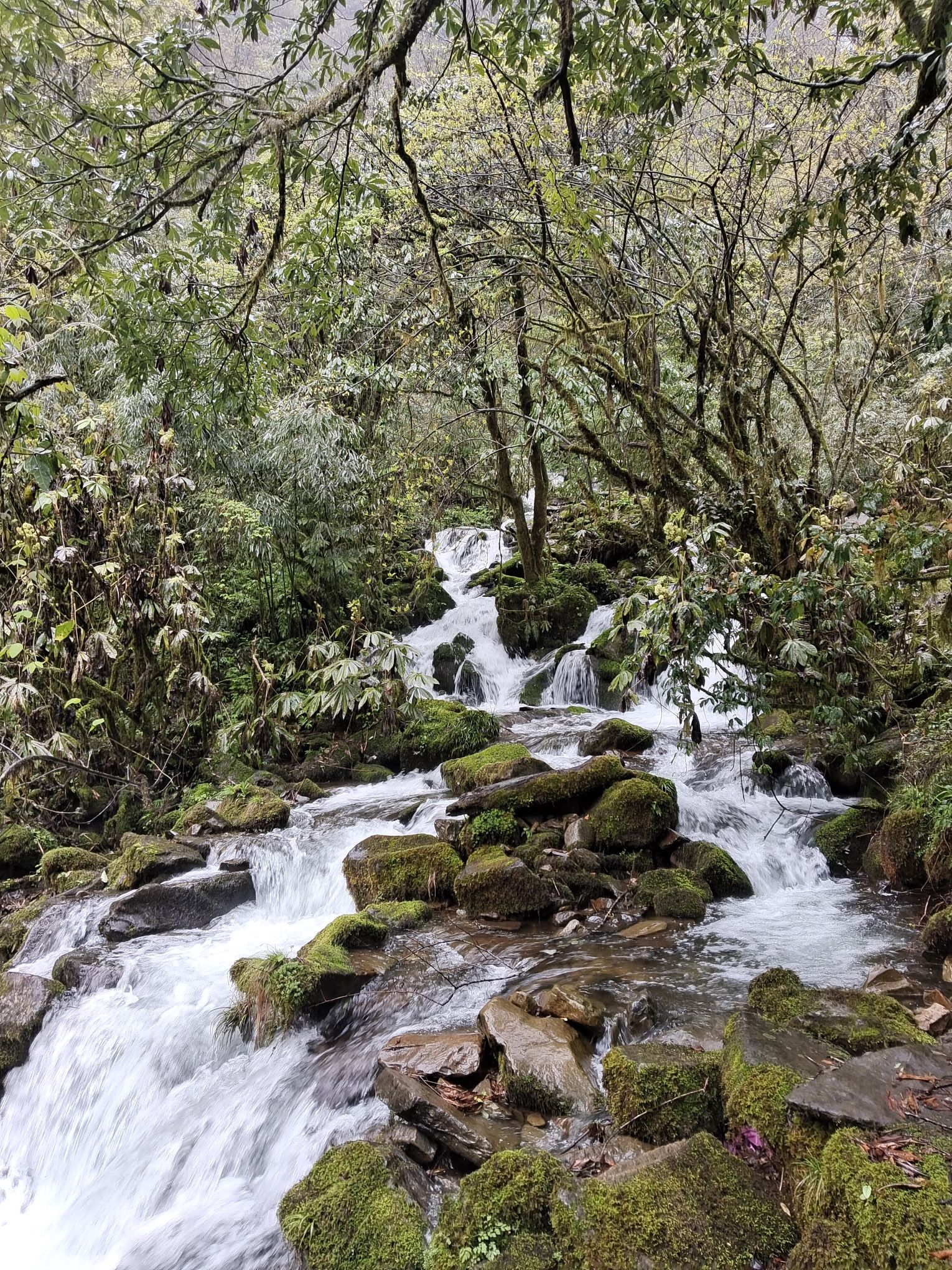 瓦屋山风景区旅行图片 1
