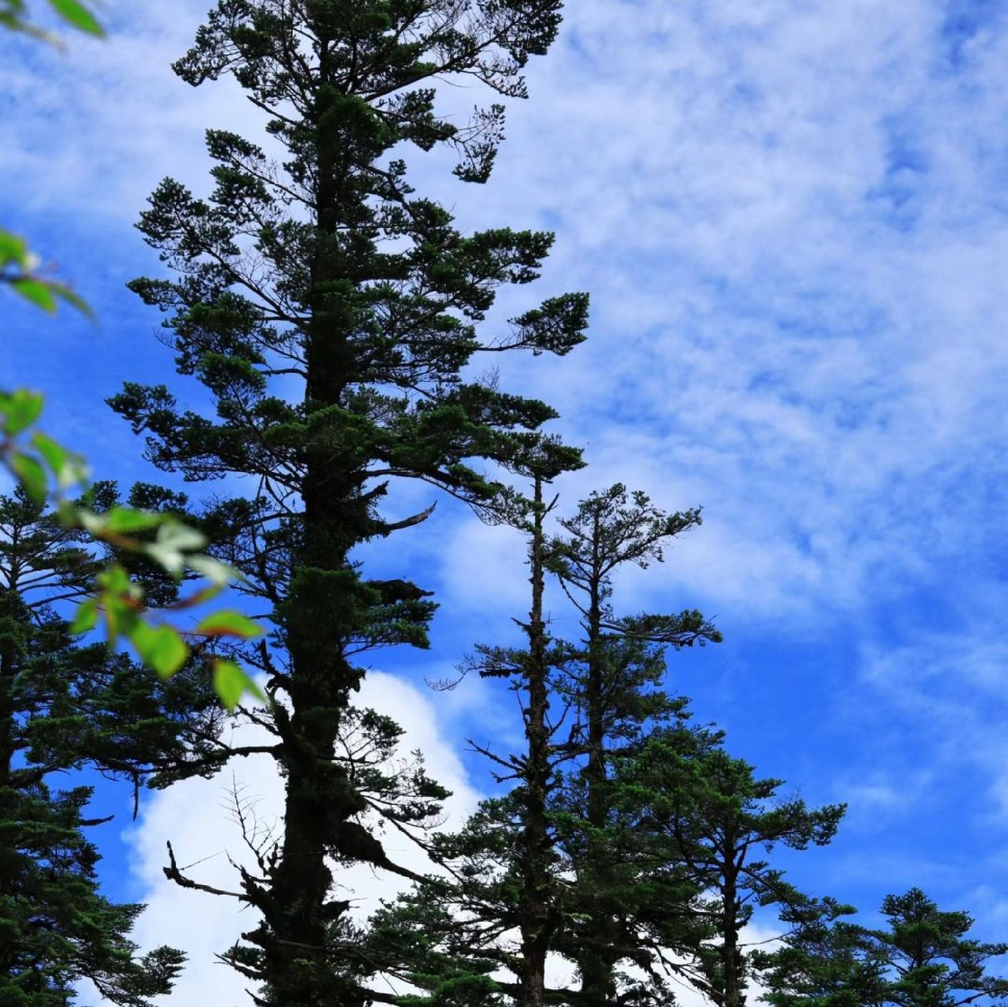 瓦屋山风景区旅行图片 2