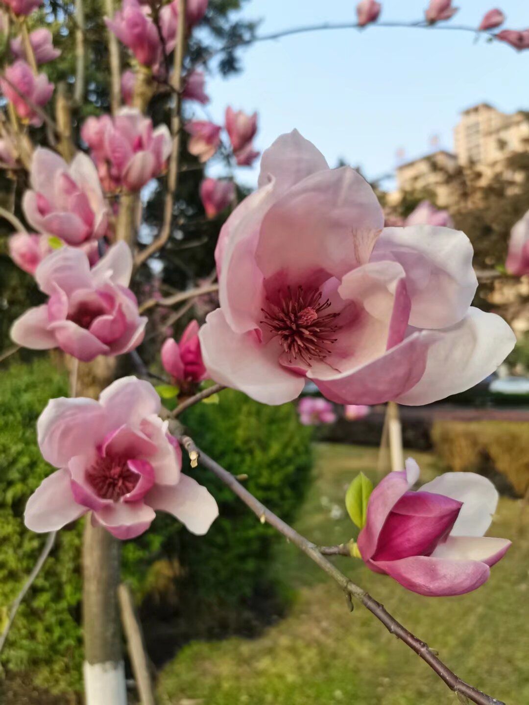 苏轼公园旅行图片 3