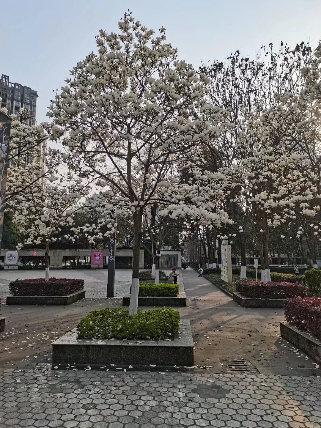 苏轼公园旅行图片 1