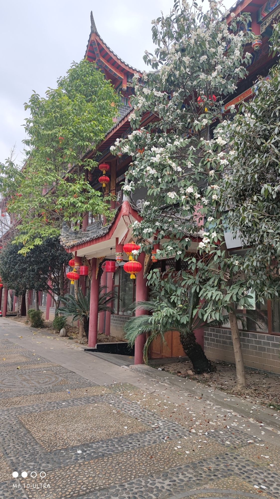 青神江湾神木园旅行图片 1