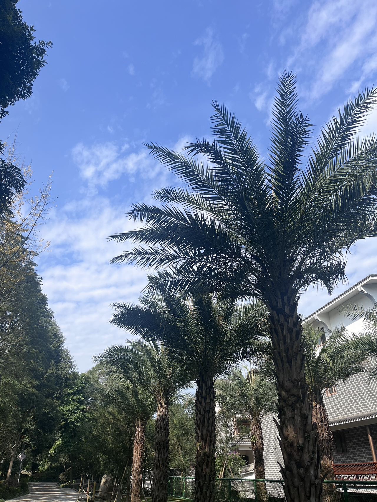 青神江湾神木园旅行图片 2