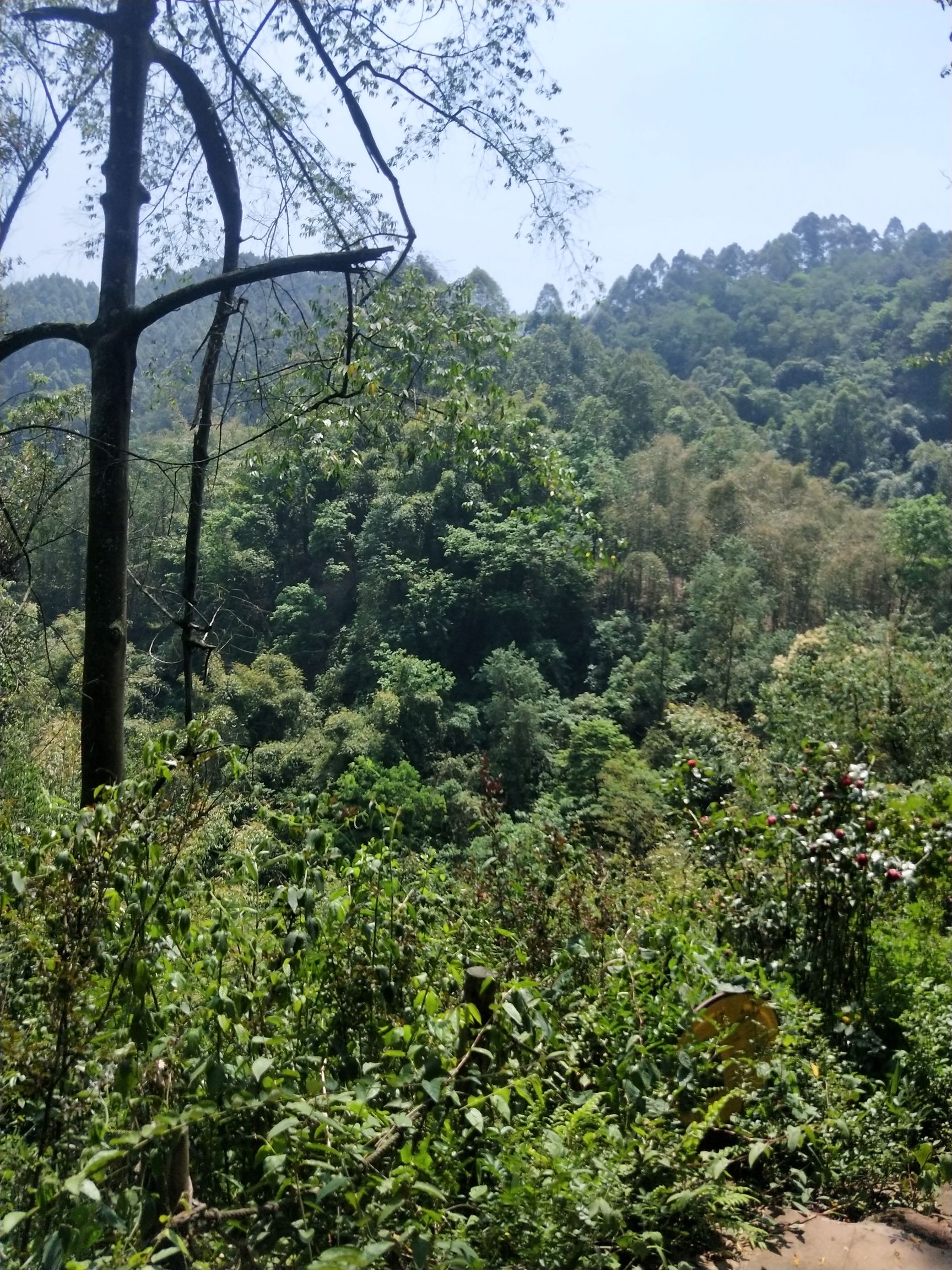 蟆颐山旅行图片 3