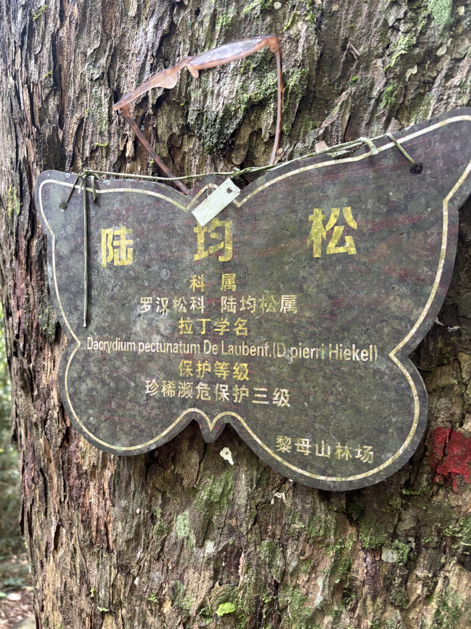 黎母山森林公园