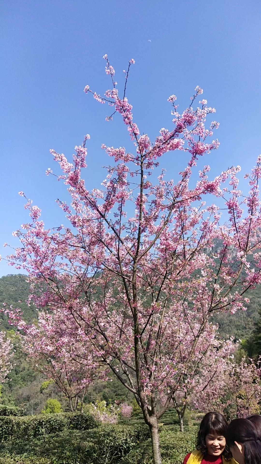 梅州爱丽丝庄园-樱花谷
