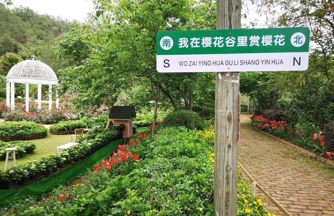 梅州爱丽丝庄园-樱花谷