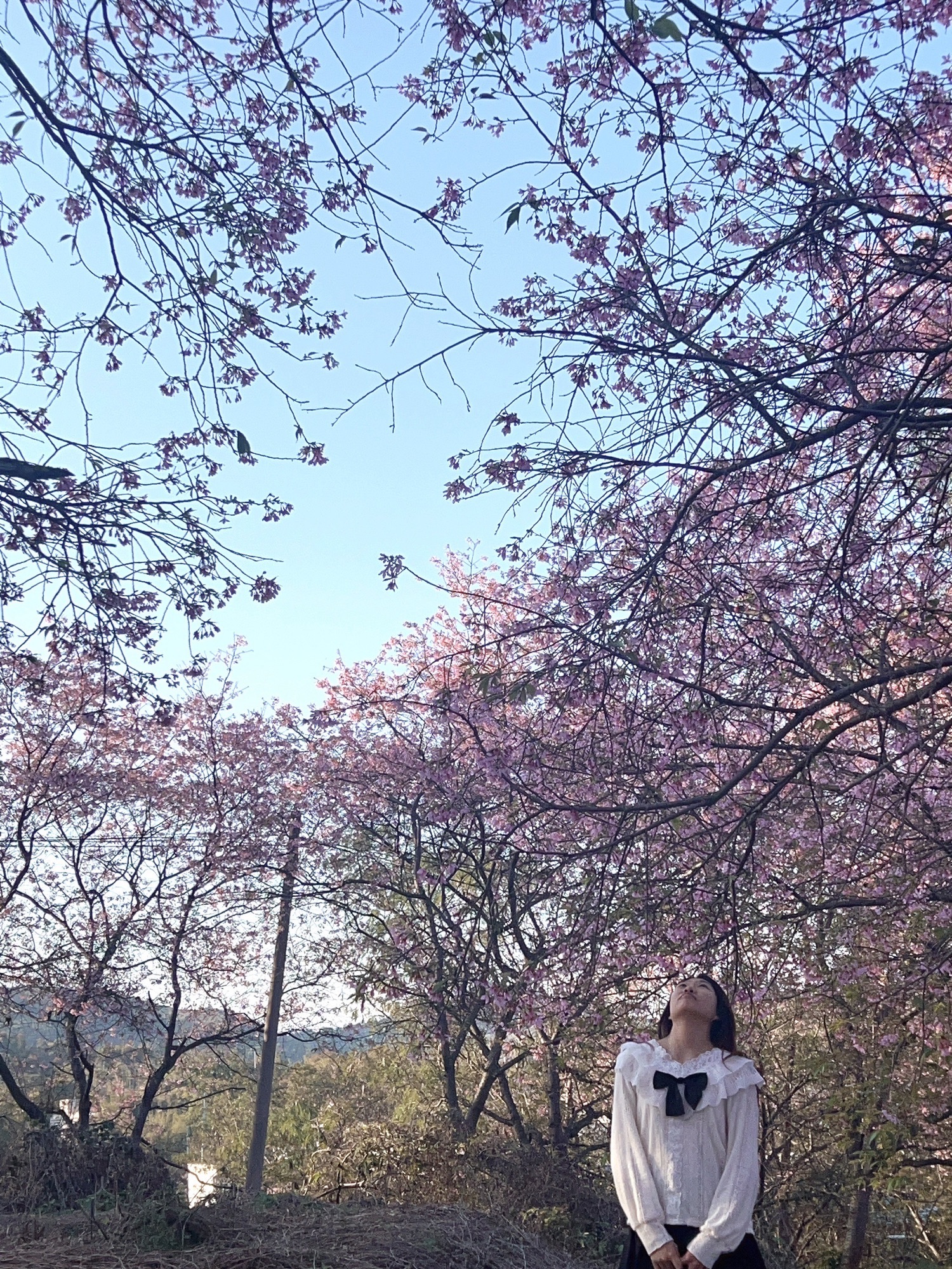 韶关樱花公园旅行图片 3