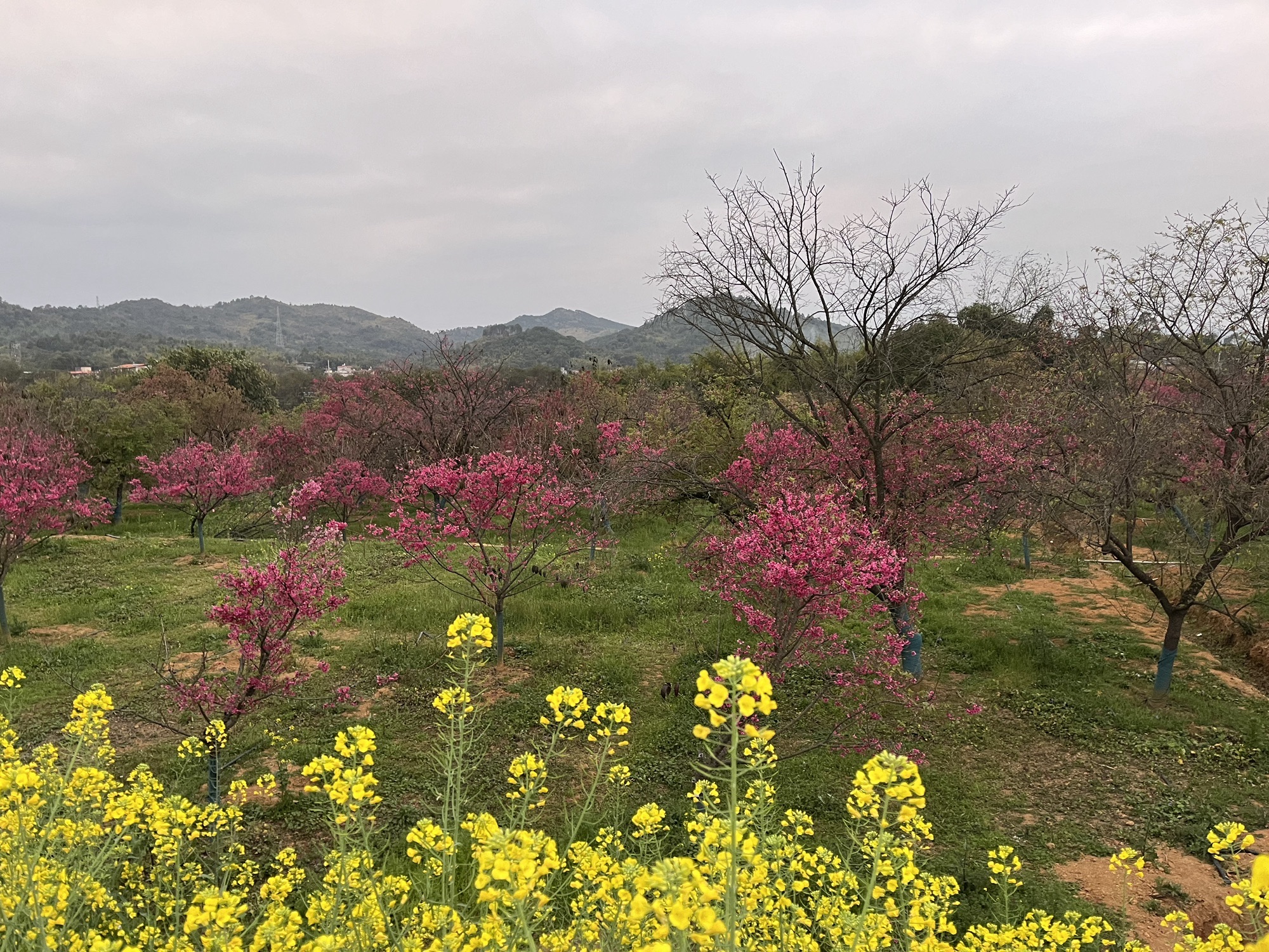 韶关樱花公园旅行图片 1