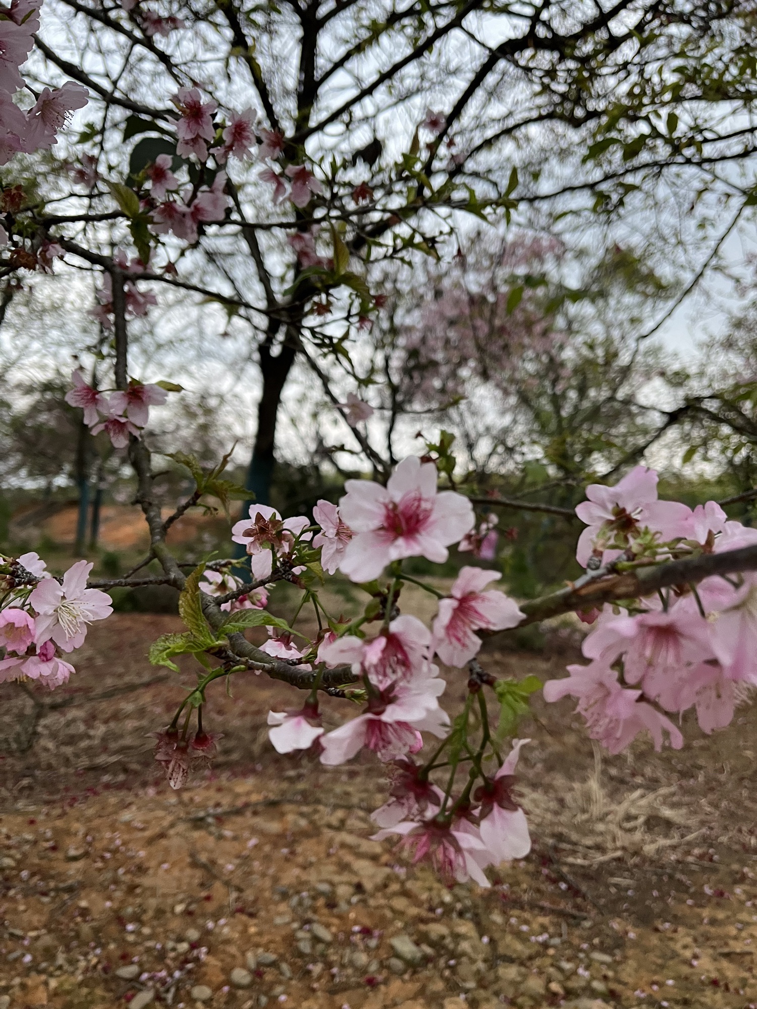韶关樱花公园旅行图片 3