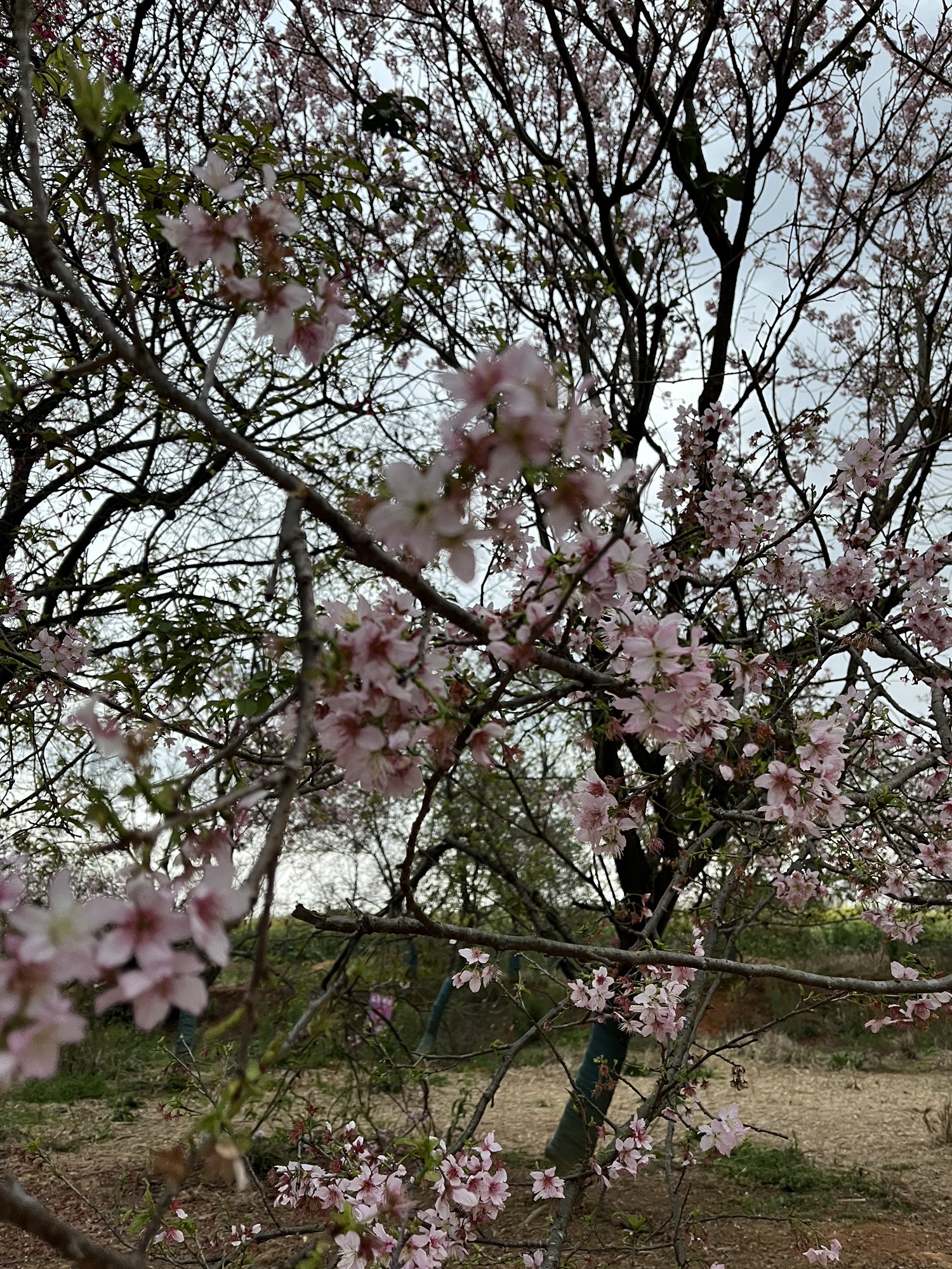 韶关樱花公园旅行图片 2