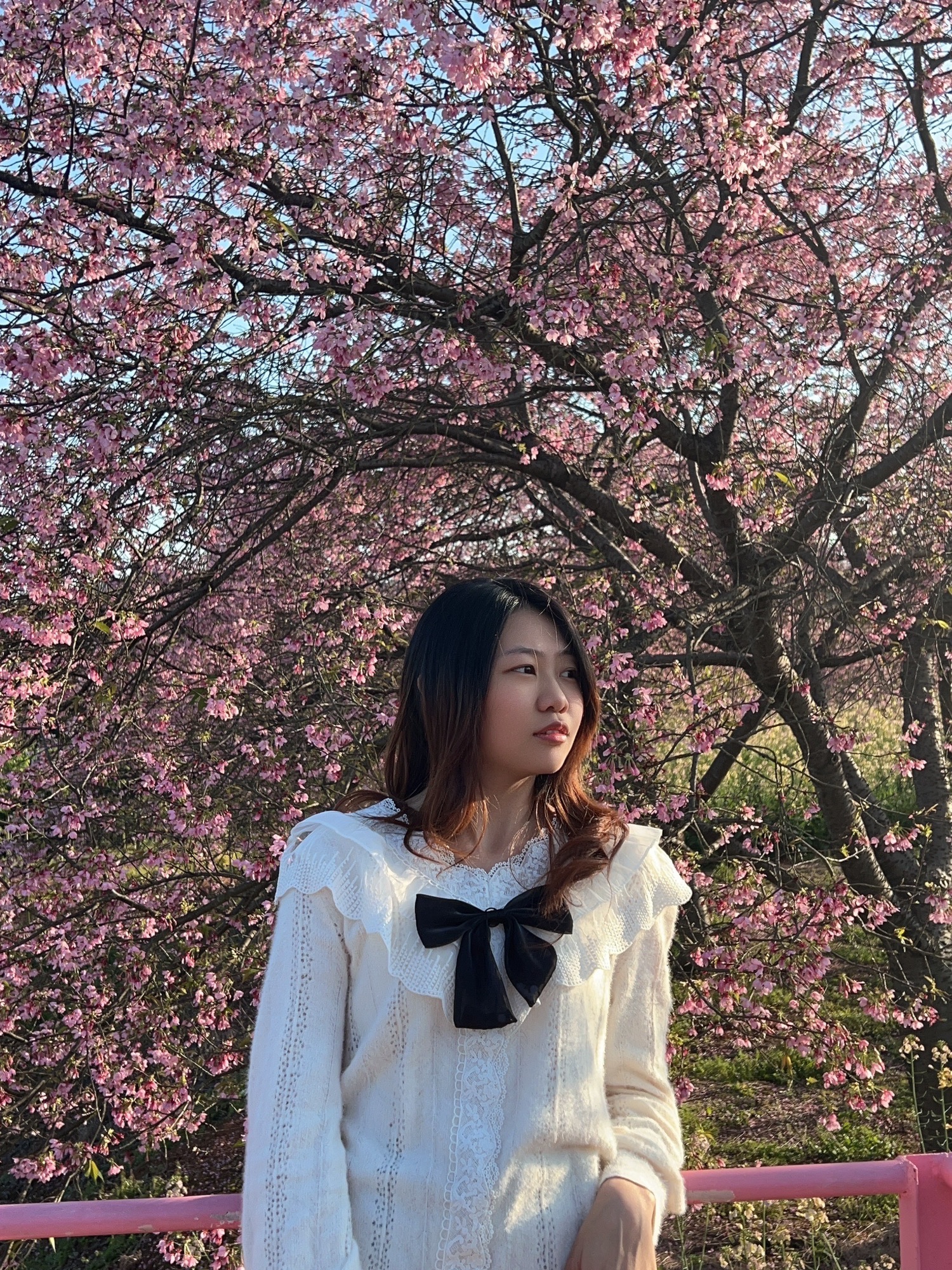 韶关樱花公园旅行图片 2
