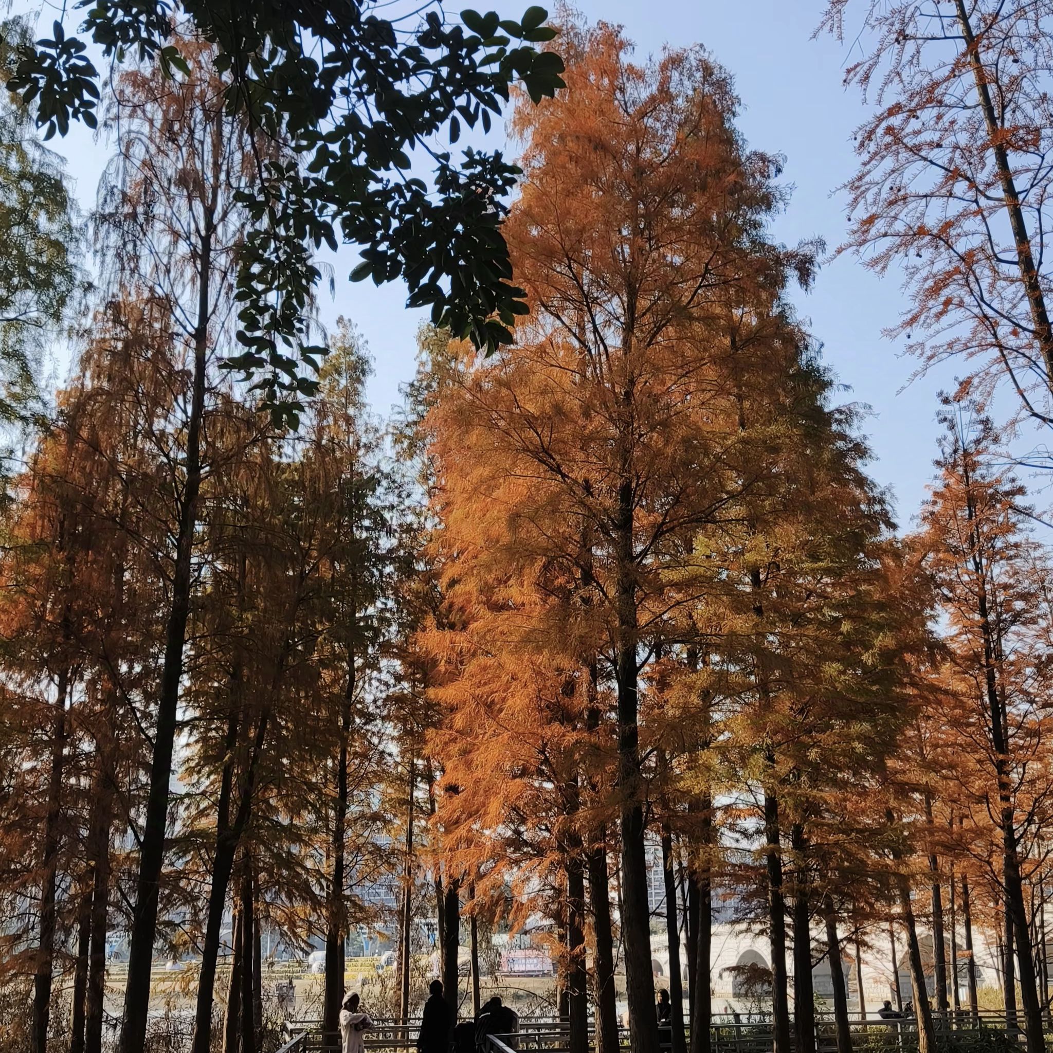 苍海公园旅行图片 2