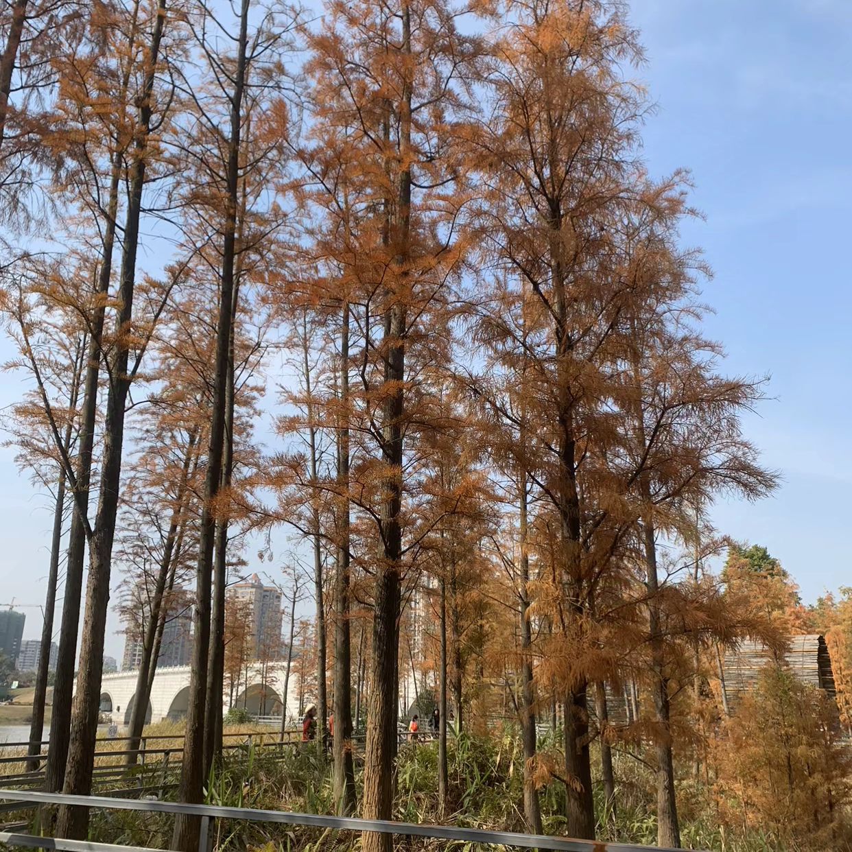 苍海公园旅行图片 3