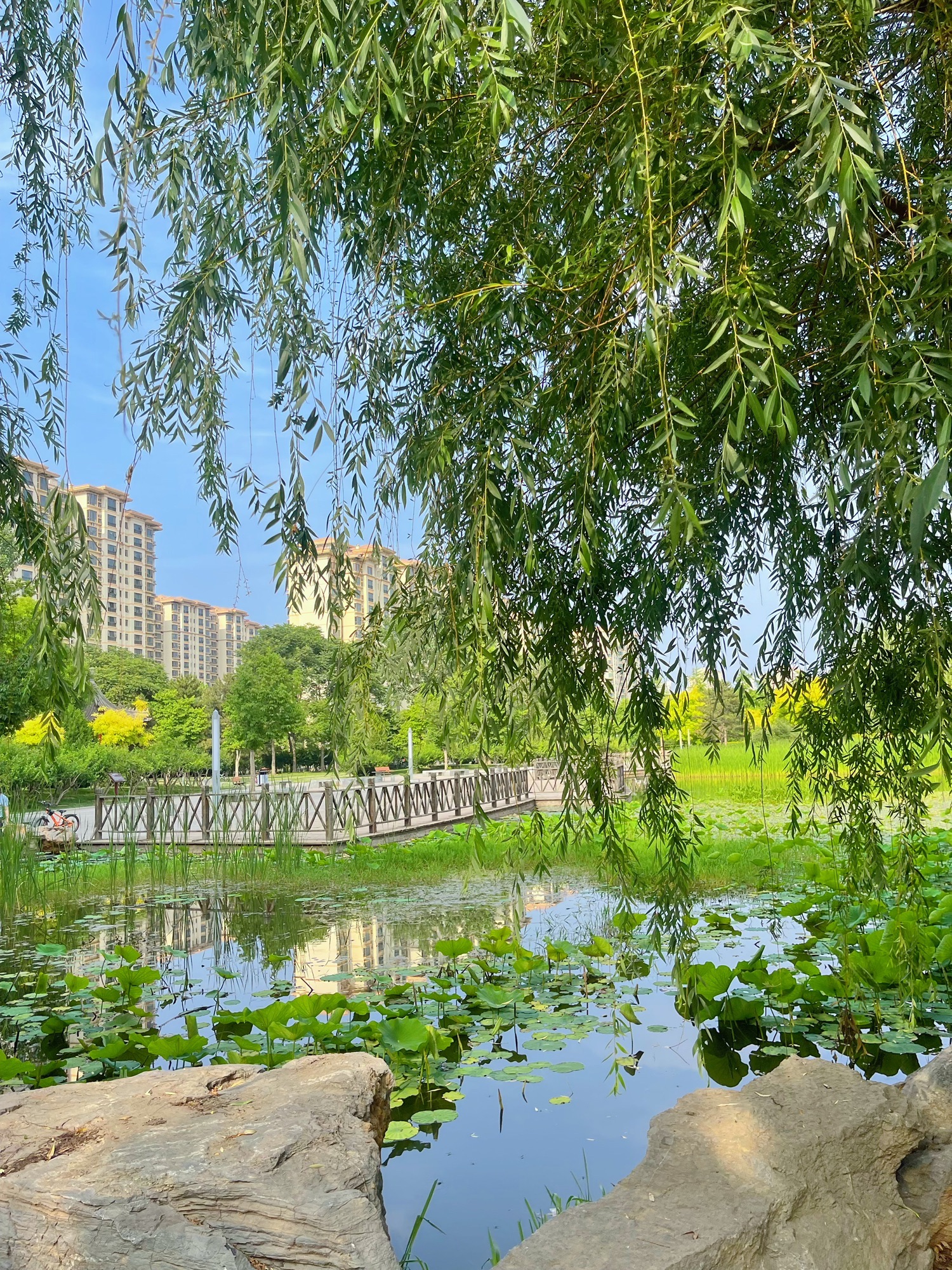 新城公园旅行图片 1