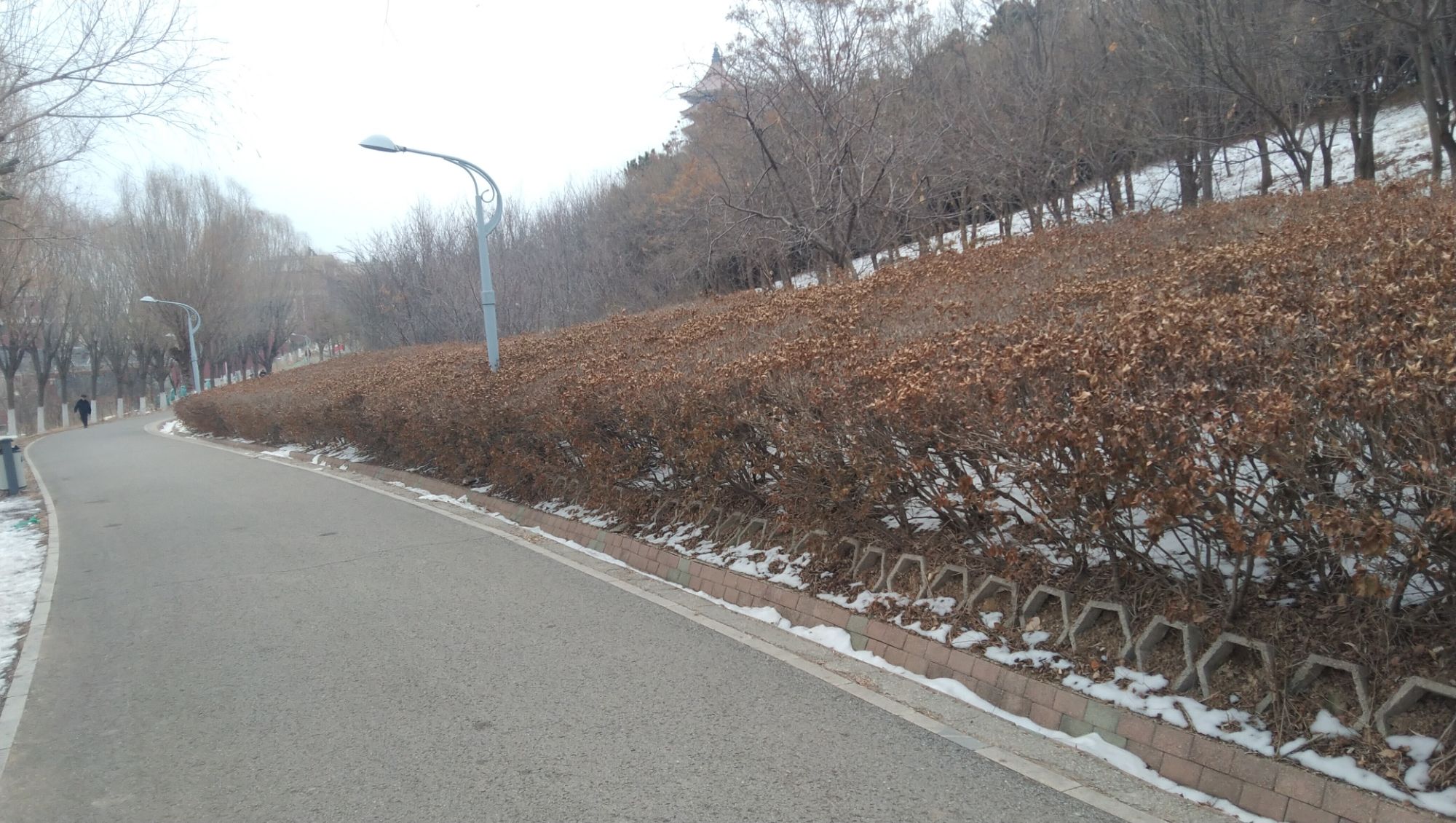 金山森林公园旅行图片 2