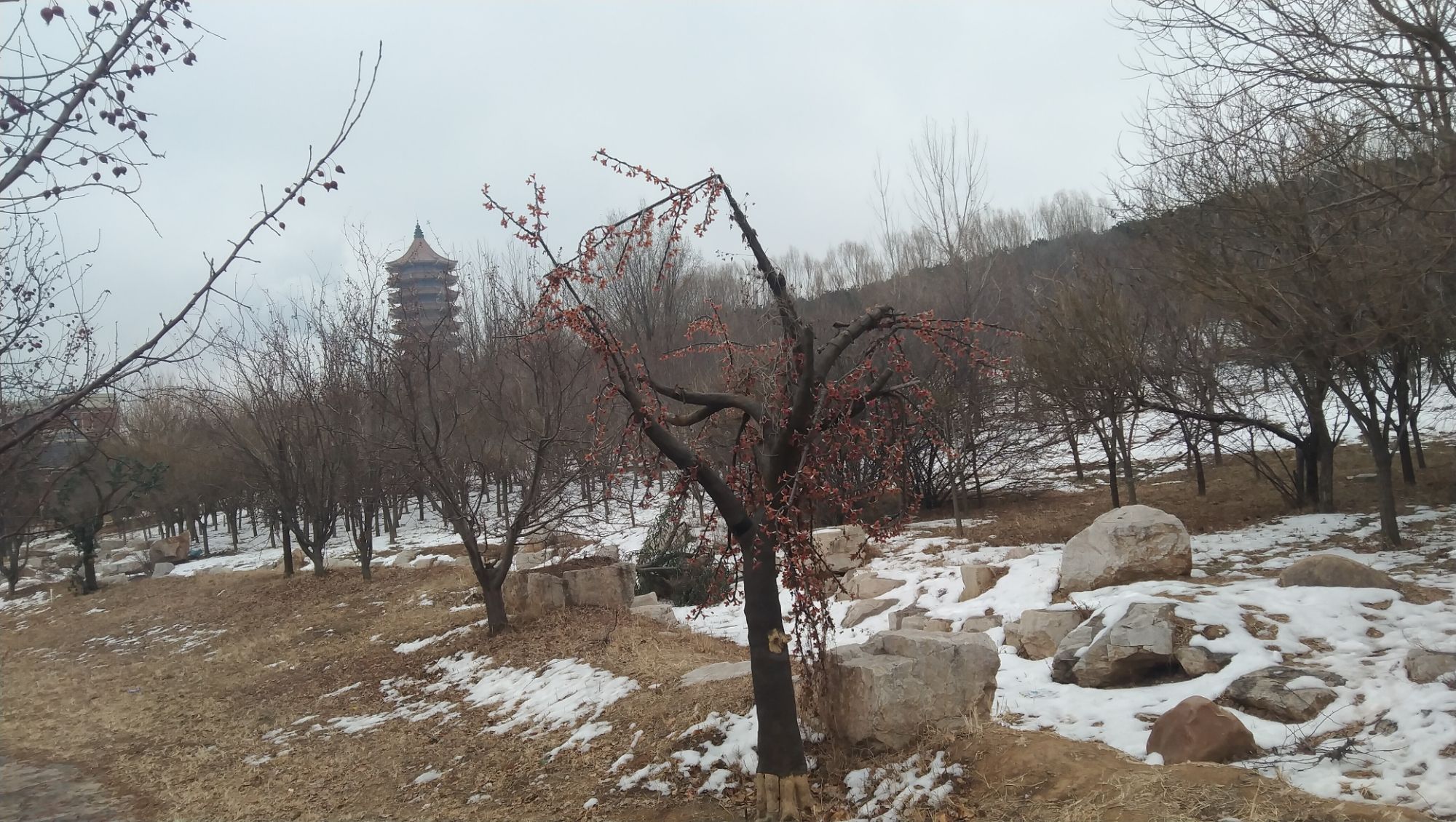 金山森林公园旅行图片 1