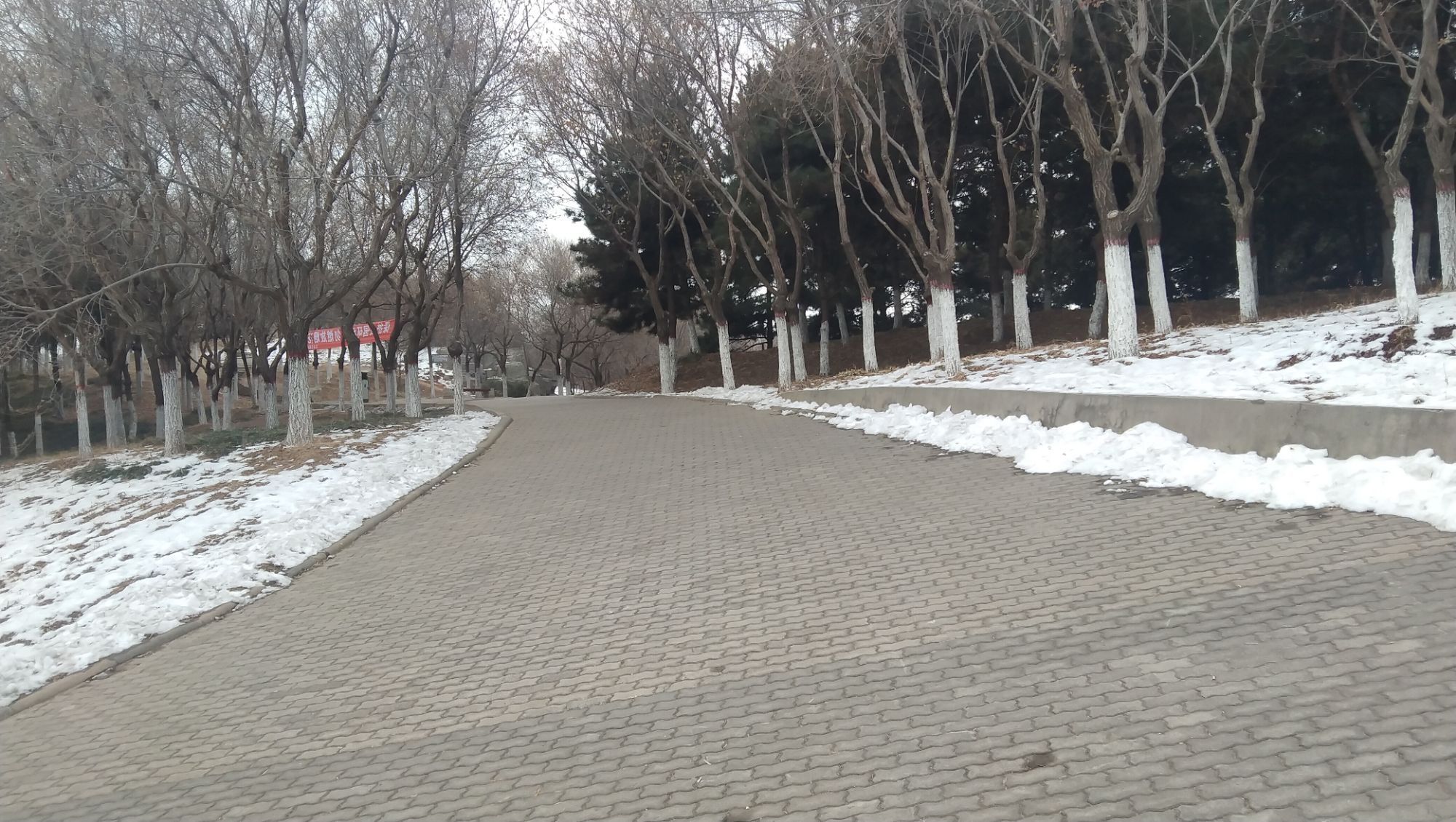 金山森林公园旅行图片 3