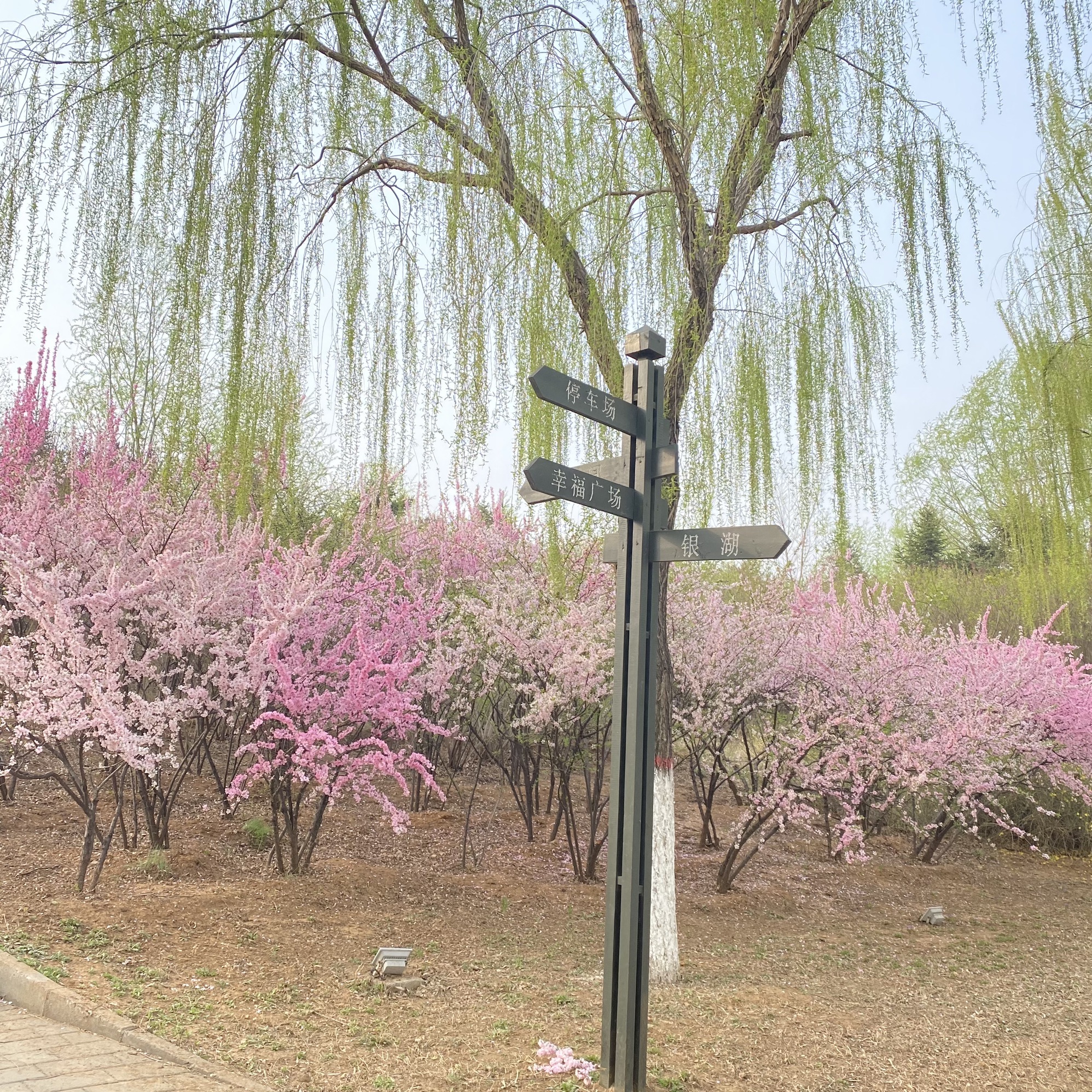 金山森林公园旅行图片 2