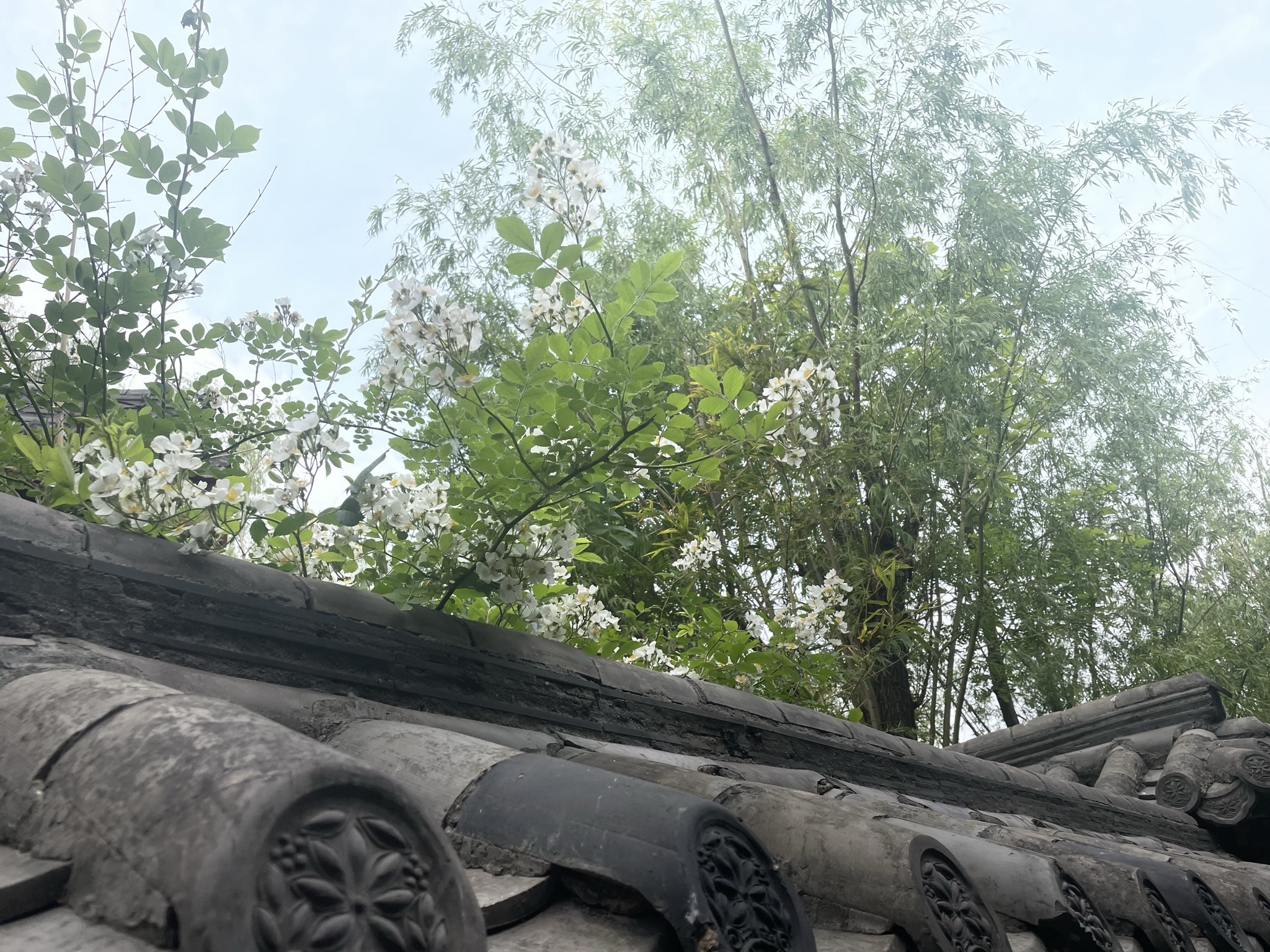 齐物潭旅行图片 1