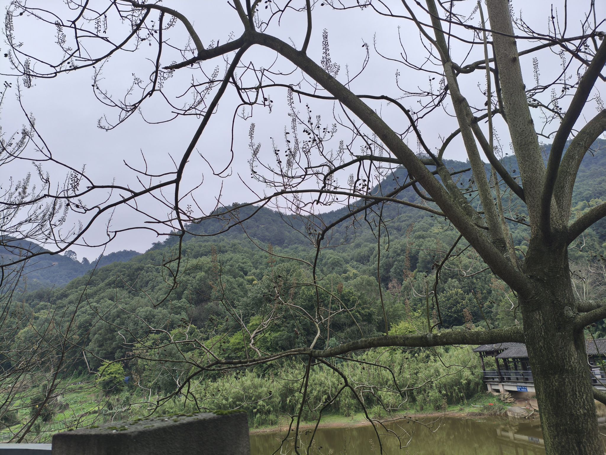 重庆白市驿森林公园旅行图片 1