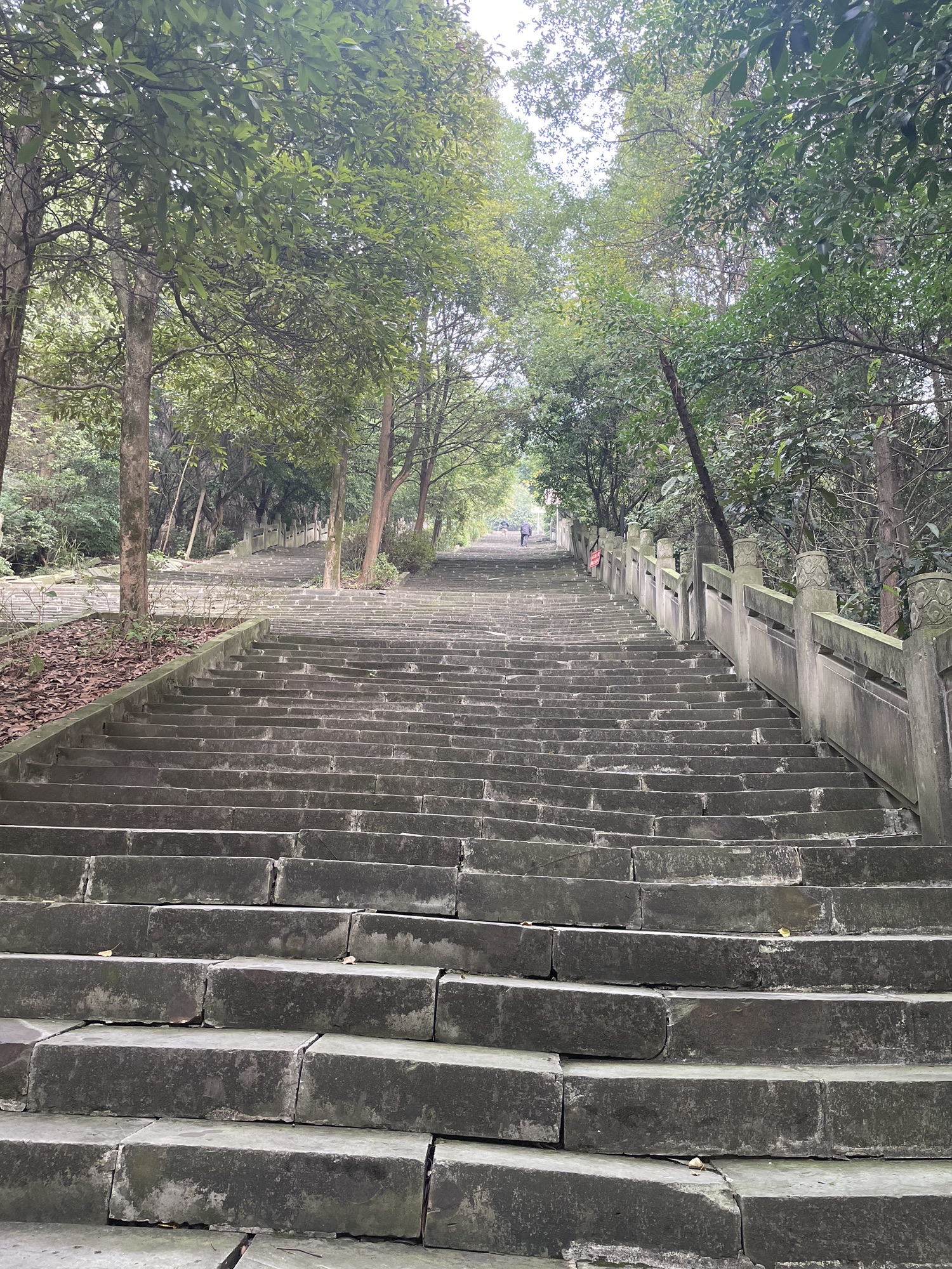 重庆白市驿森林公园旅行图片 3