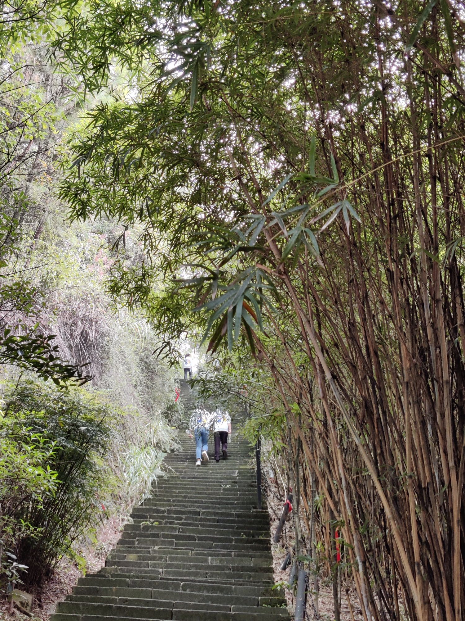 重庆白市驿森林公园旅行图片 1