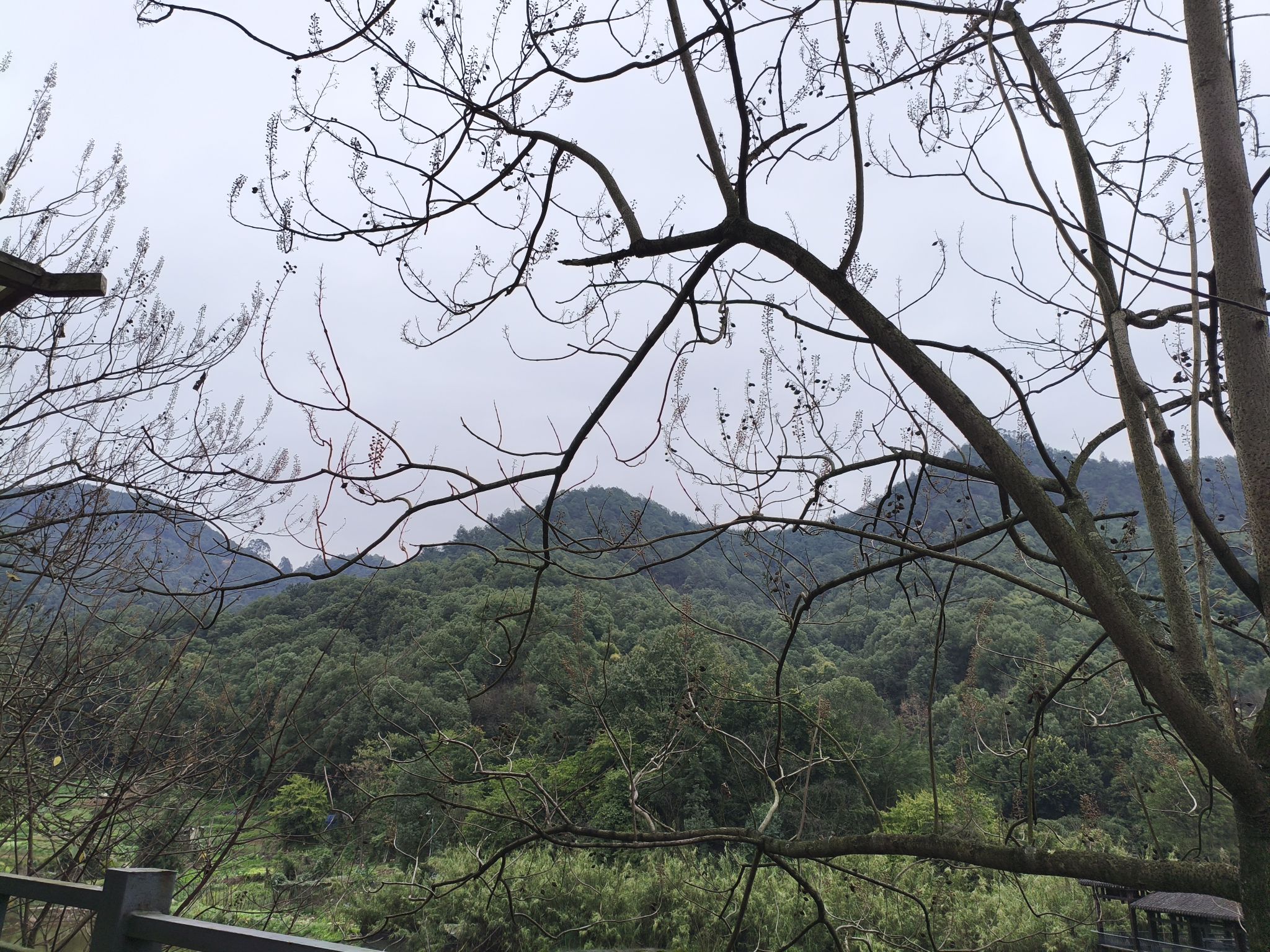 重庆白市驿森林公园旅行图片 3