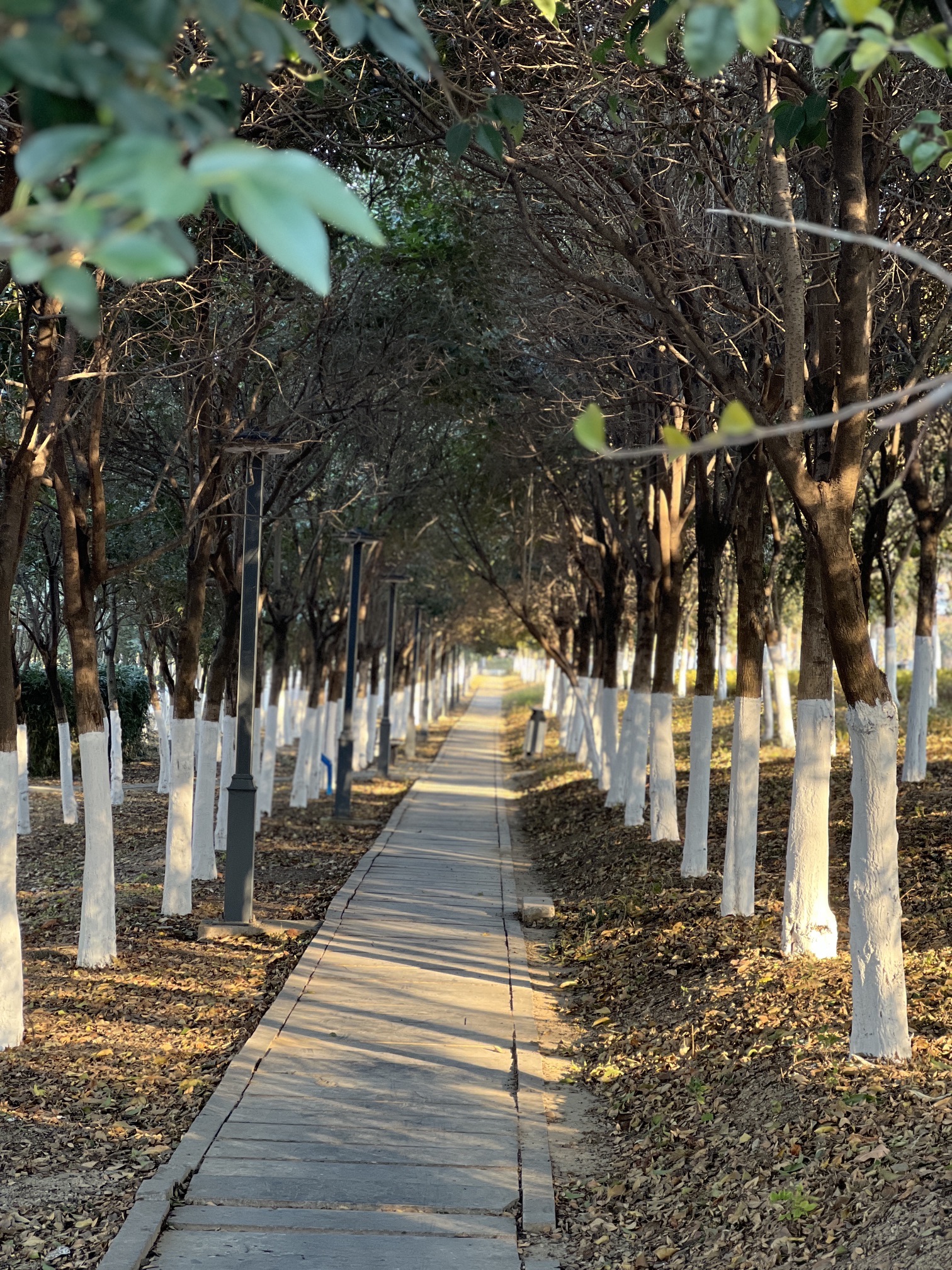 三角洲生态公园旅行图片 3