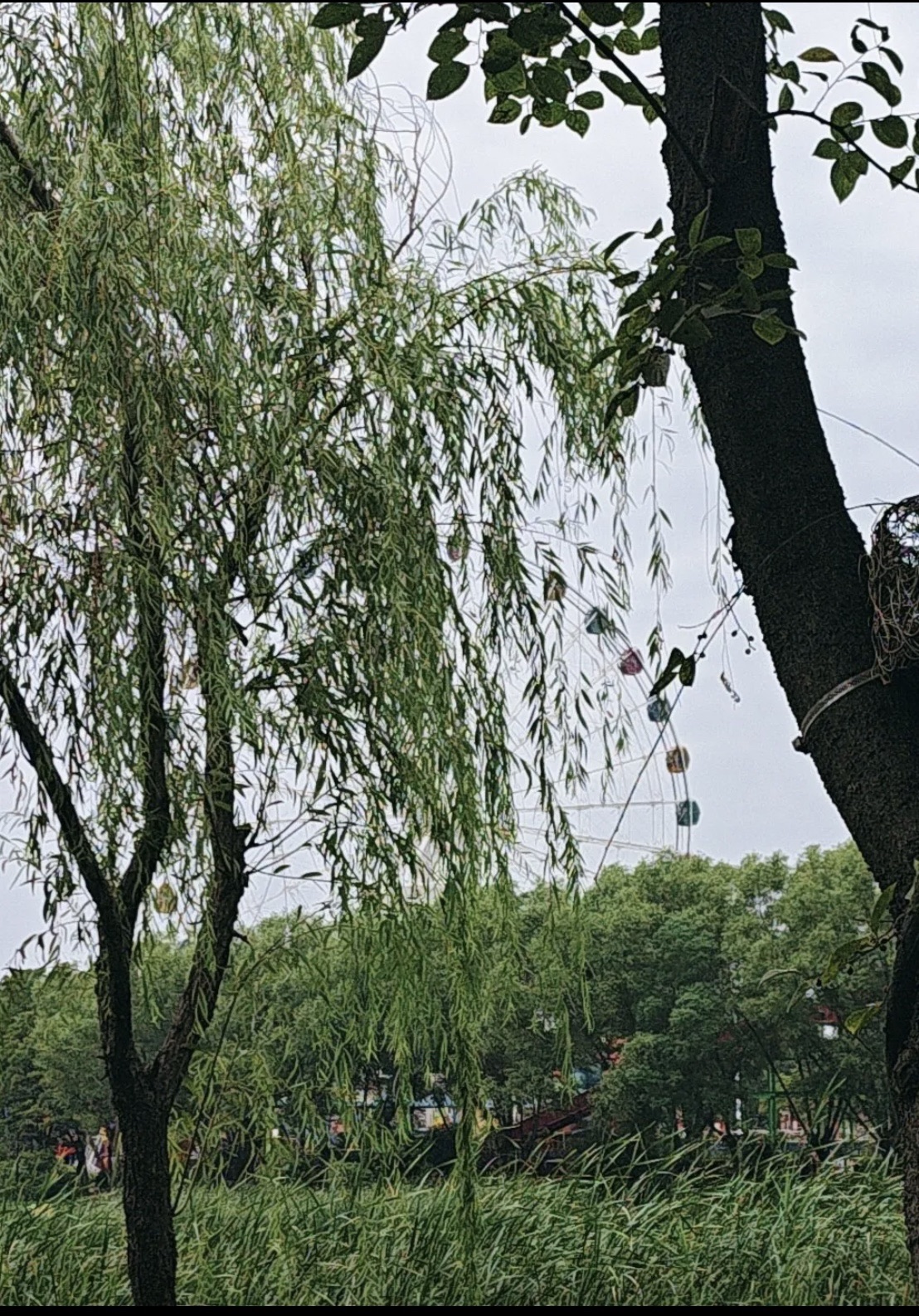 三角洲生态公园旅行图片 3