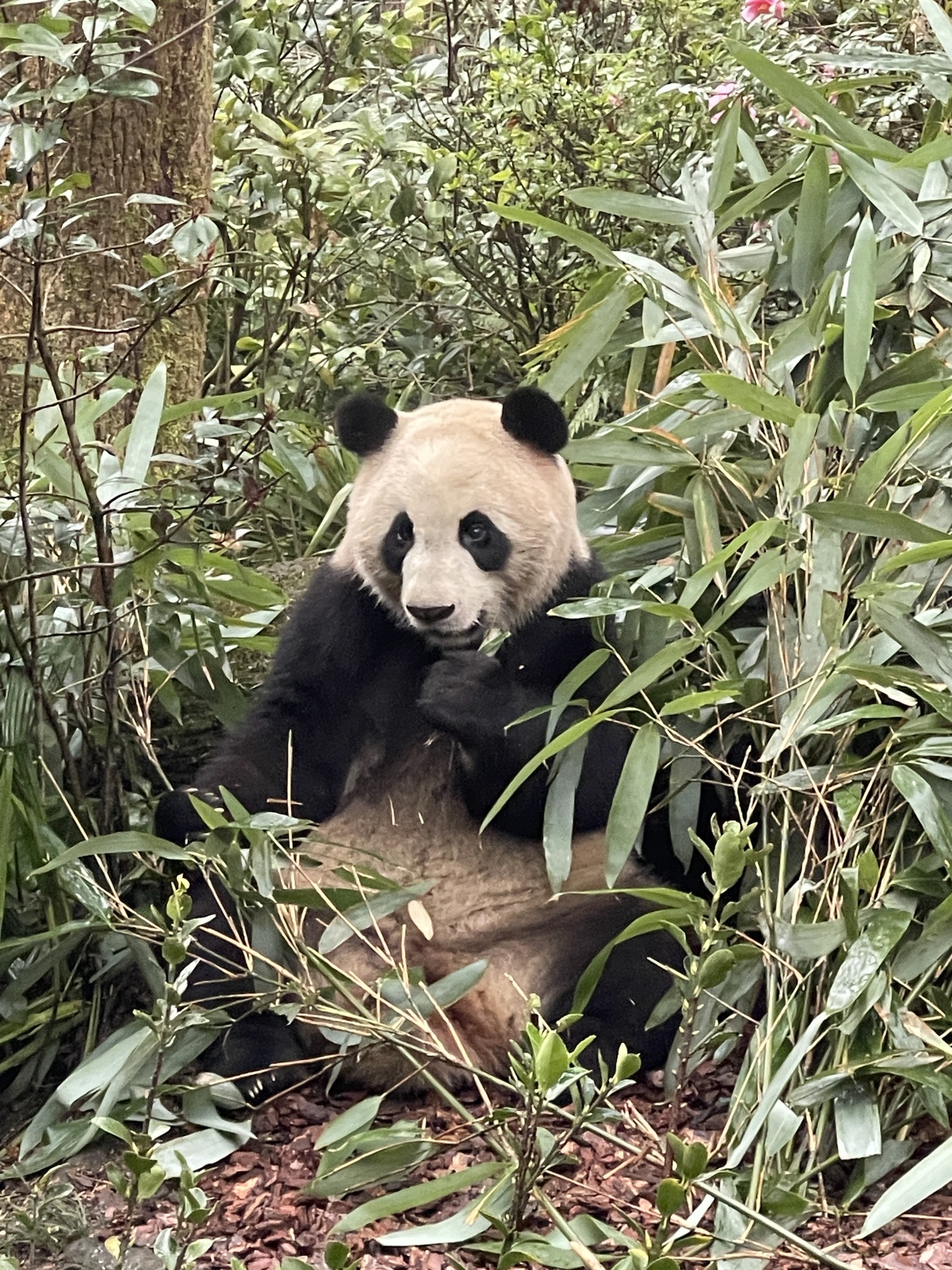 都江堰熊猫谷旅行图片 3