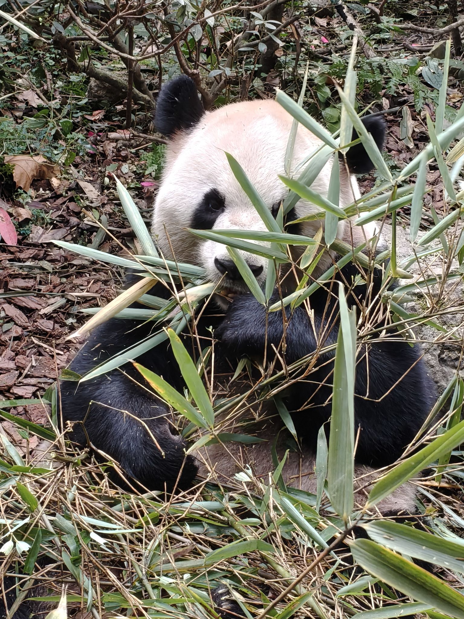 都江堰熊猫谷旅行图片 3