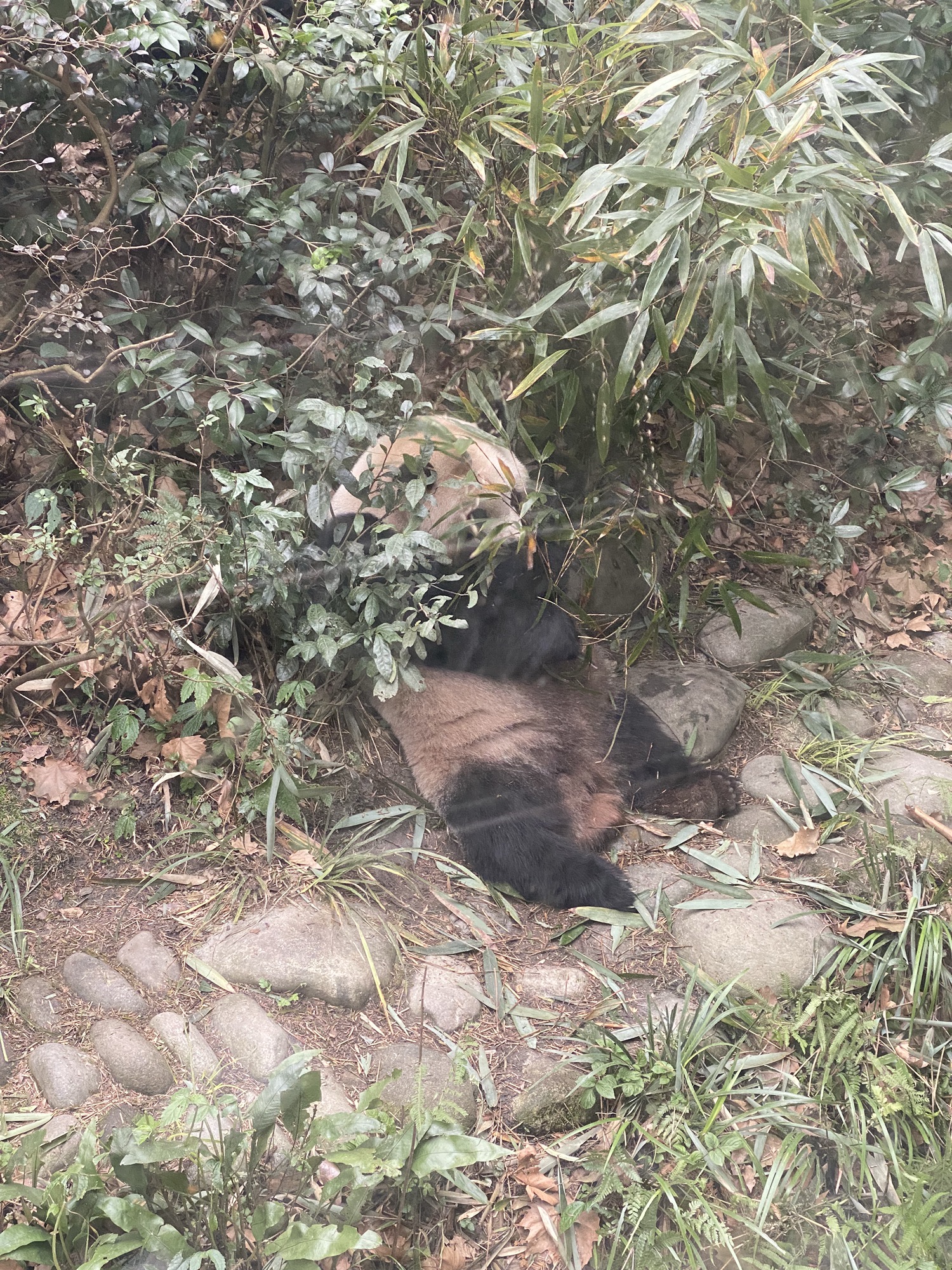 都江堰熊猫谷旅行图片 1