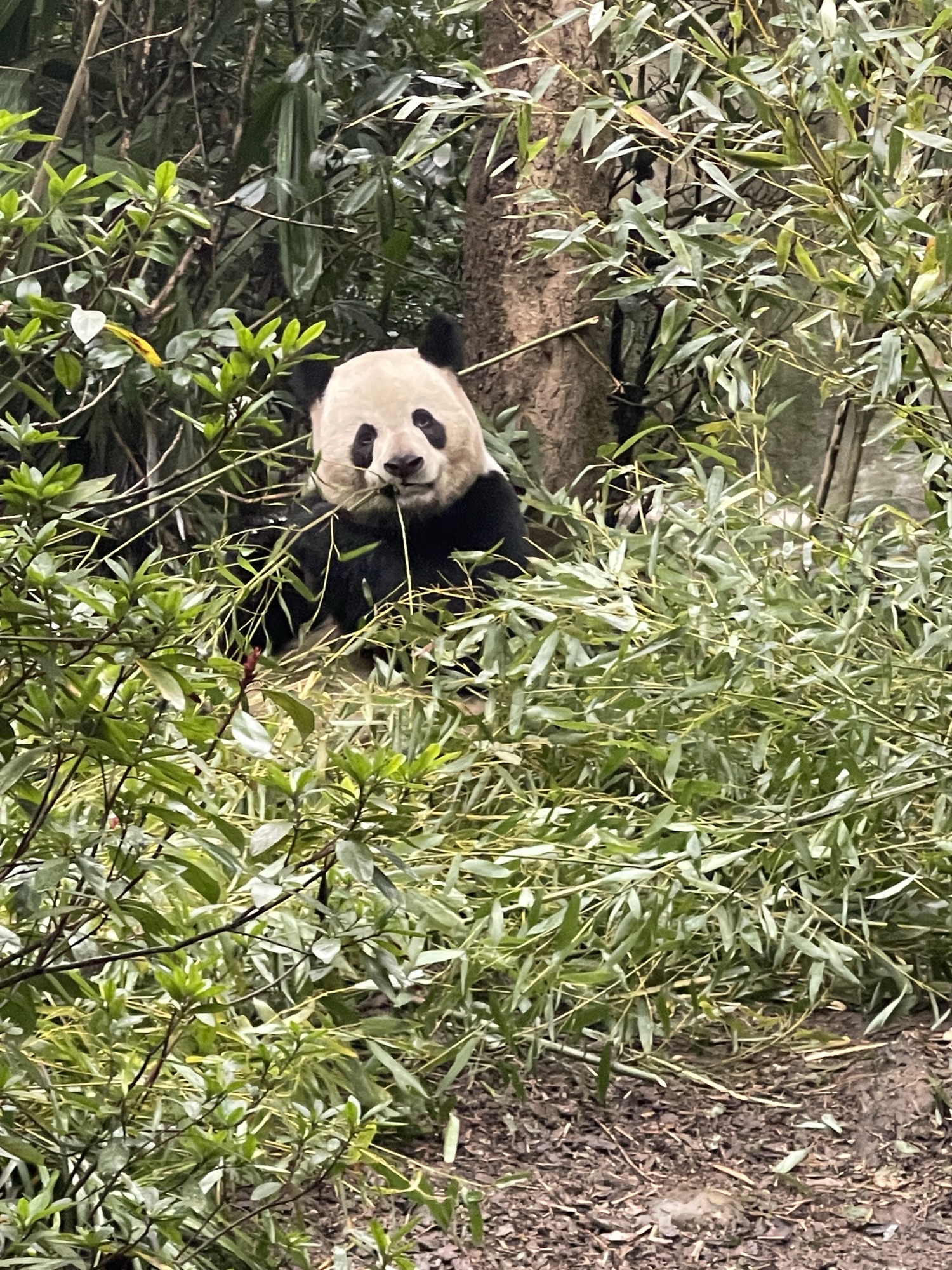 都江堰熊猫谷旅行图片 2