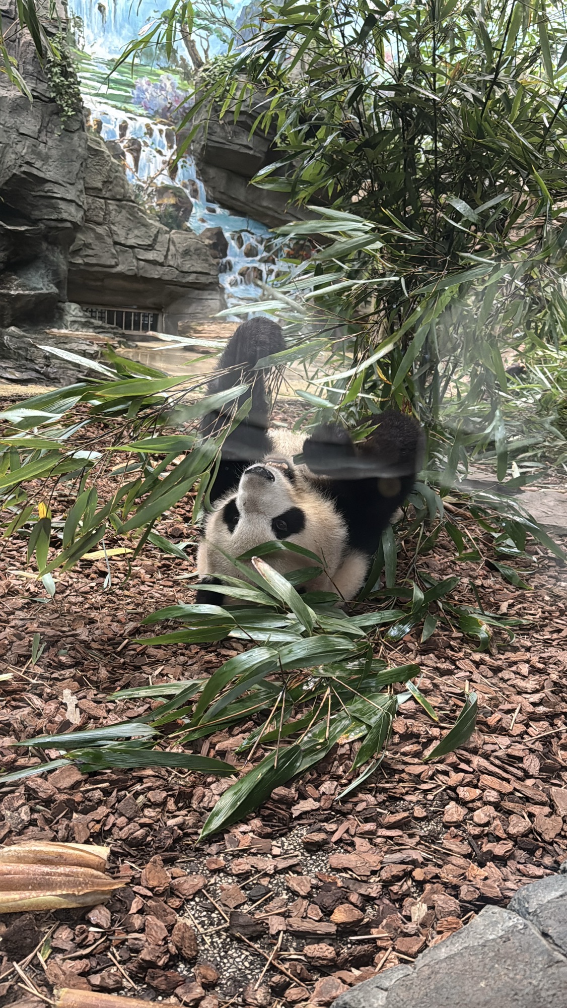 都江堰熊猫谷旅行图片 2
