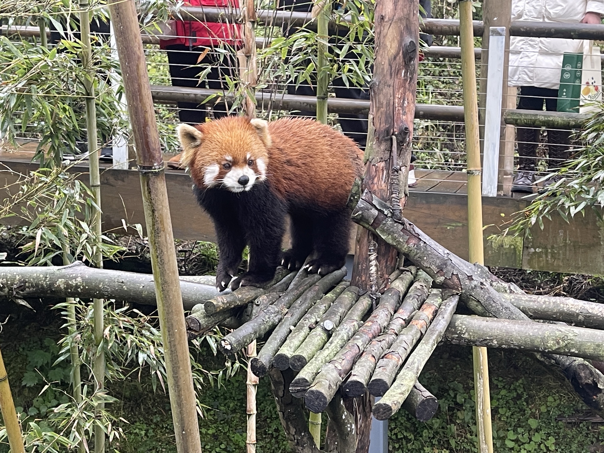 都江堰熊猫谷旅行图片 1
