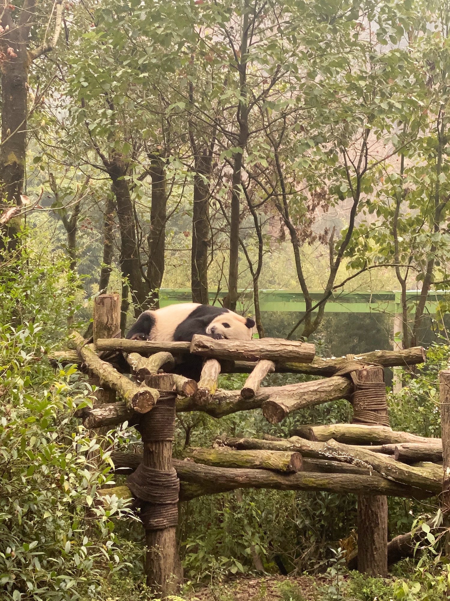 都江堰熊猫谷旅行图片 3
