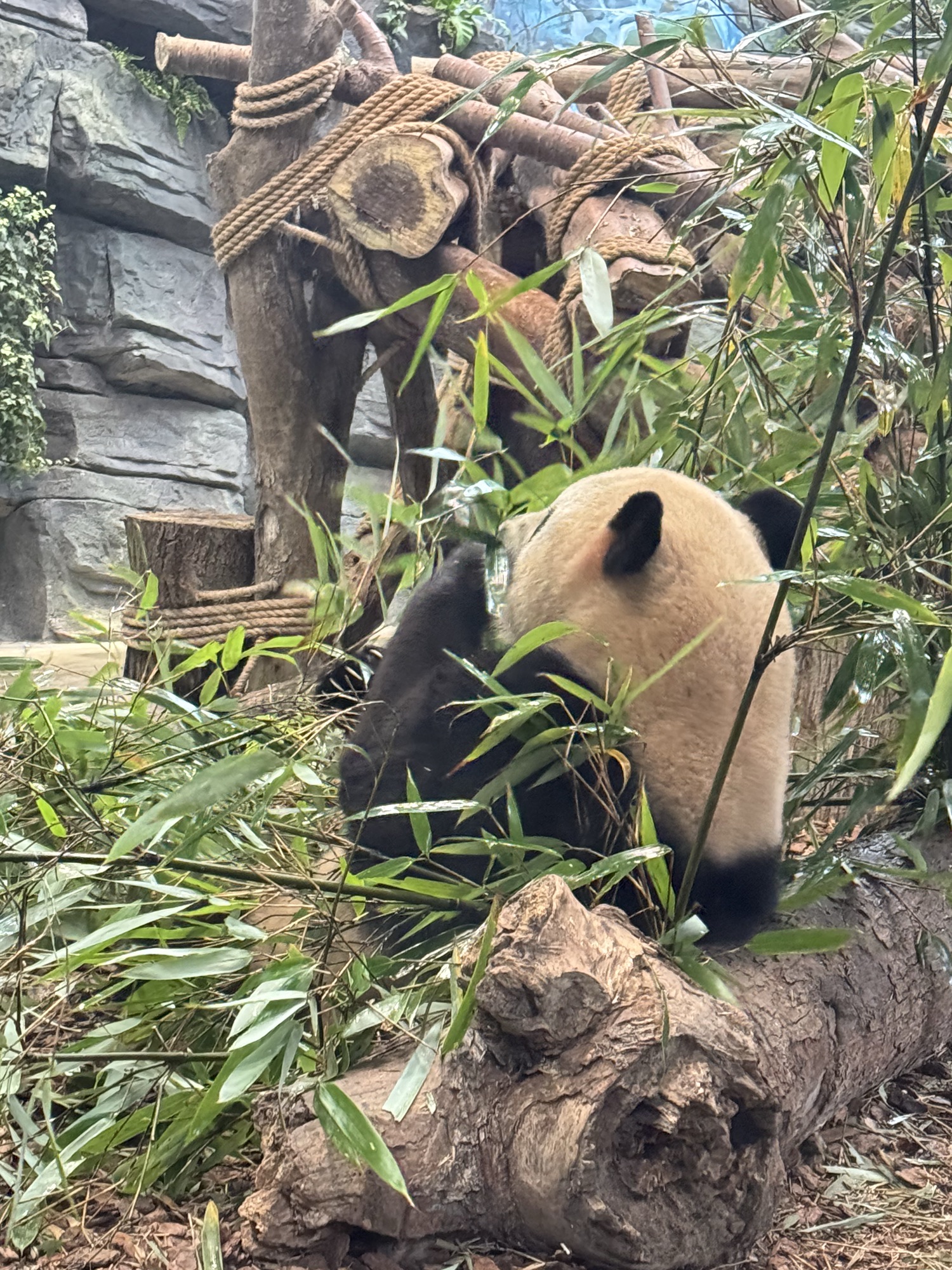 都江堰熊猫谷旅行图片 3