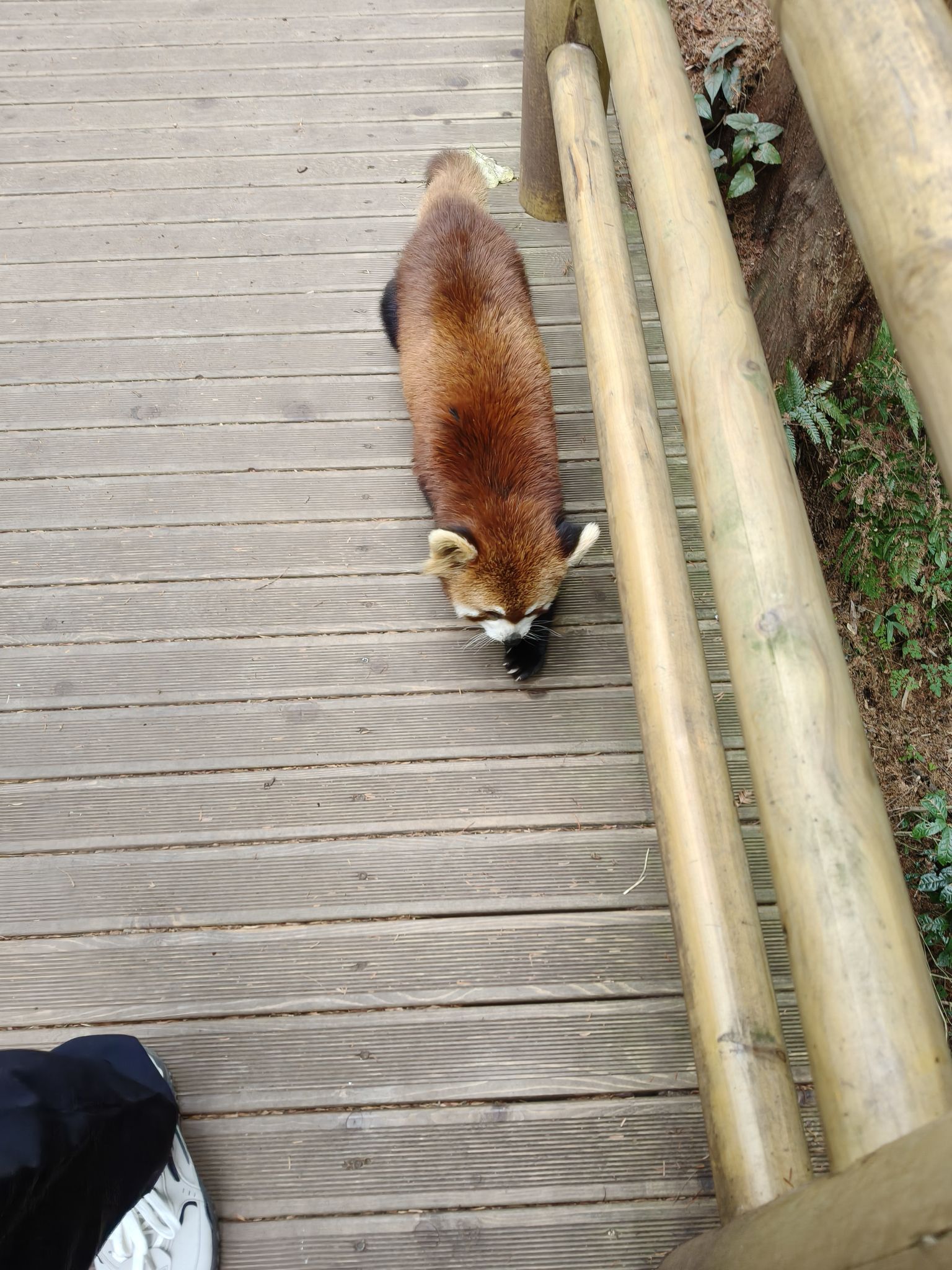 都江堰熊猫谷旅行图片 2