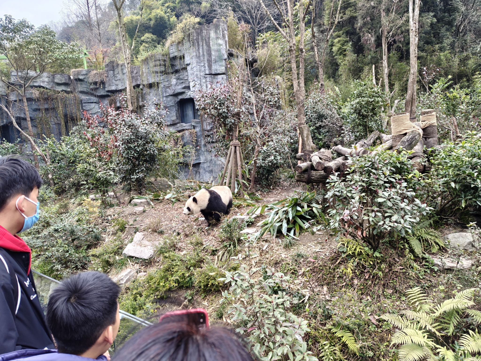 都江堰熊猫谷旅行图片 3