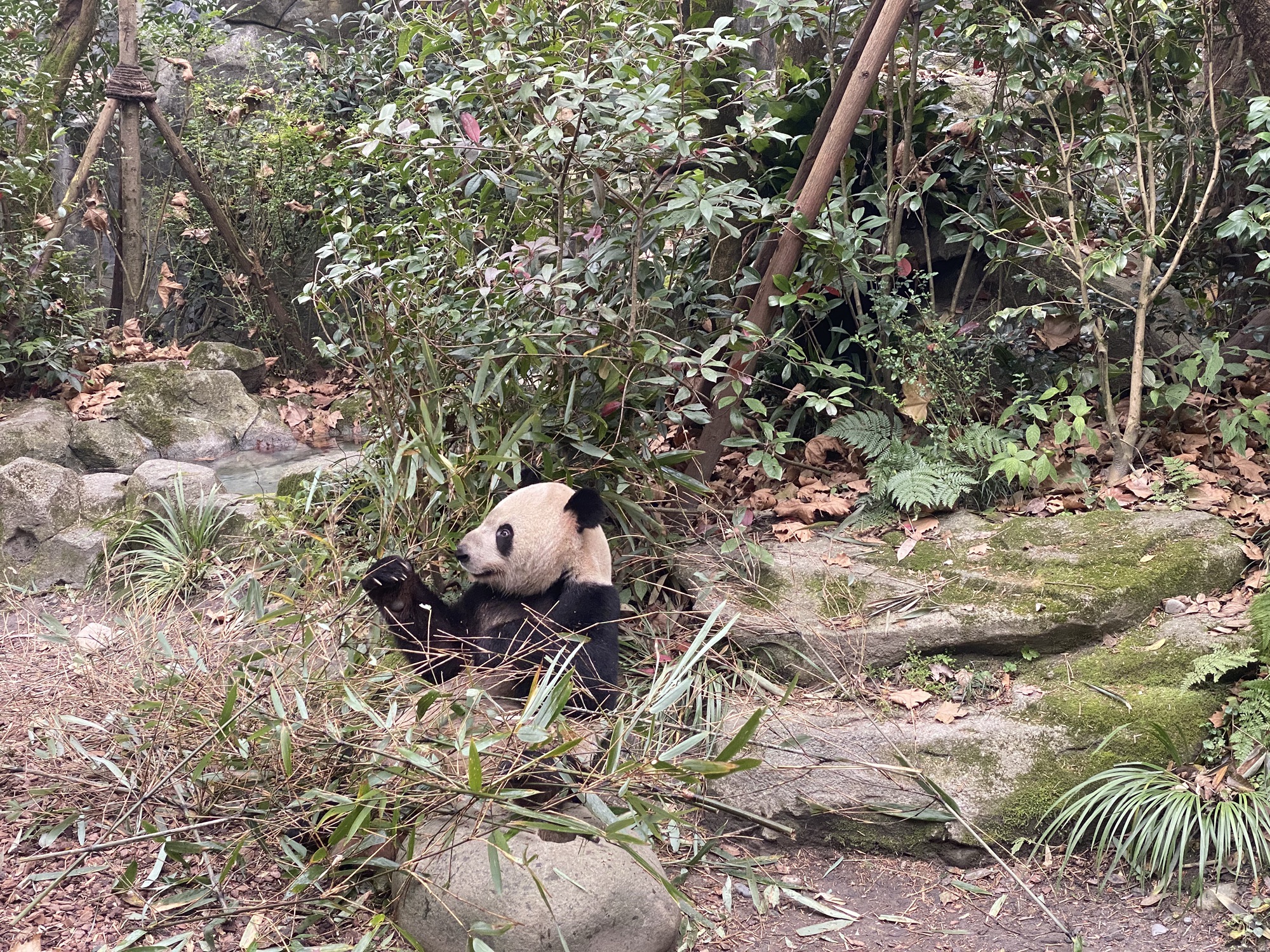 都江堰熊猫谷旅行图片 2