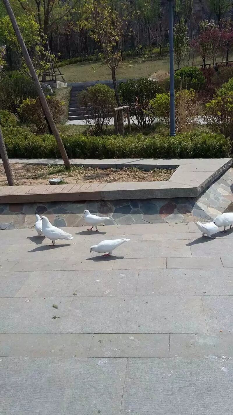 领秀城森林公园旅行图片 1