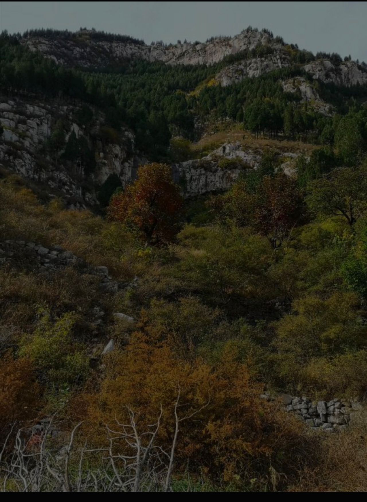 领秀城森林公园旅行图片 1
