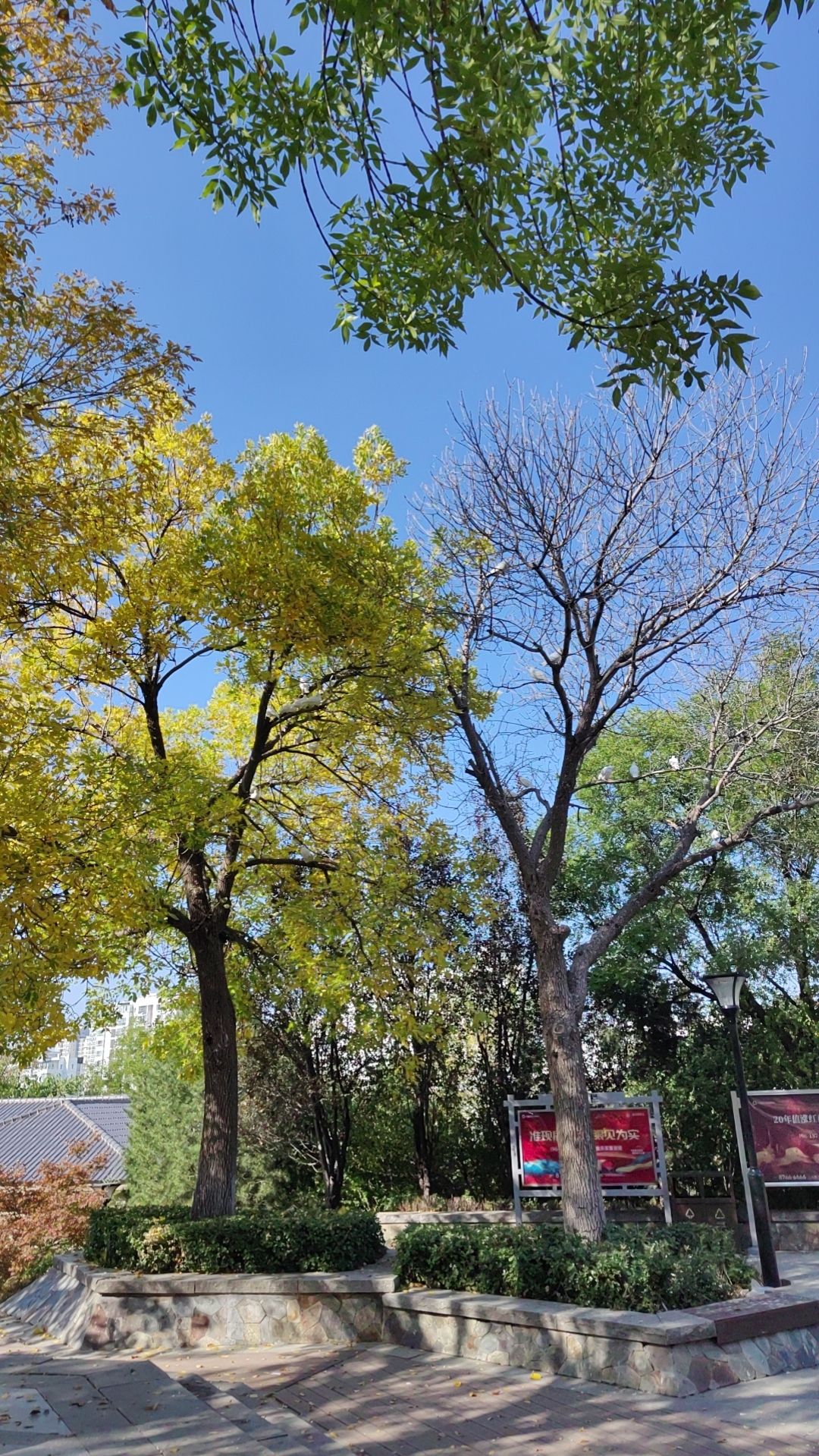 领秀城森林公园旅行图片 3