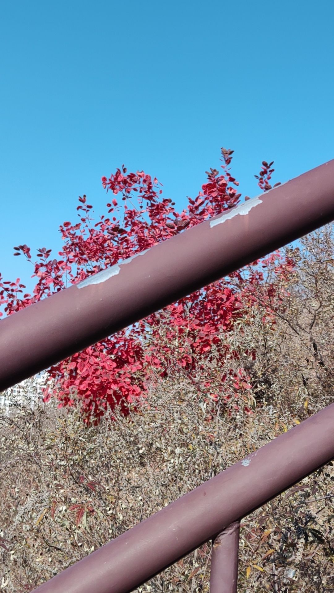 领秀城森林公园旅行图片 1