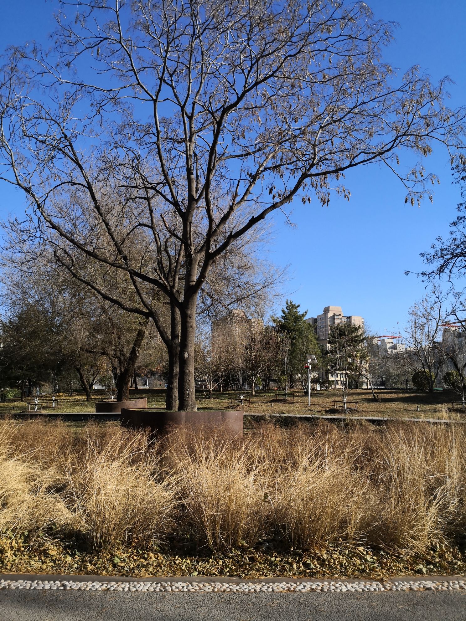 苹果园公园旅行图片 3