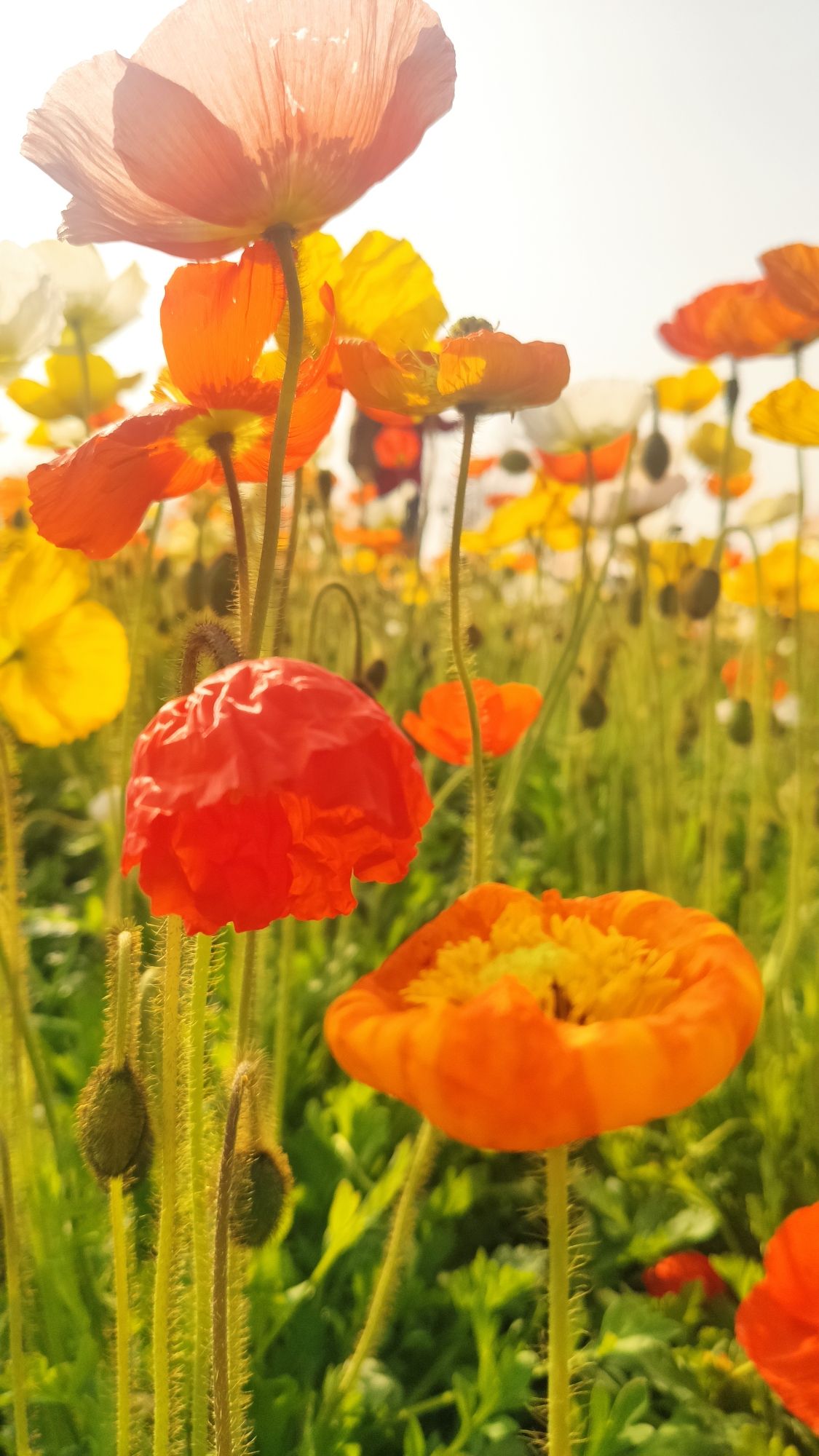 紫谷伊甸园旅行图片 3