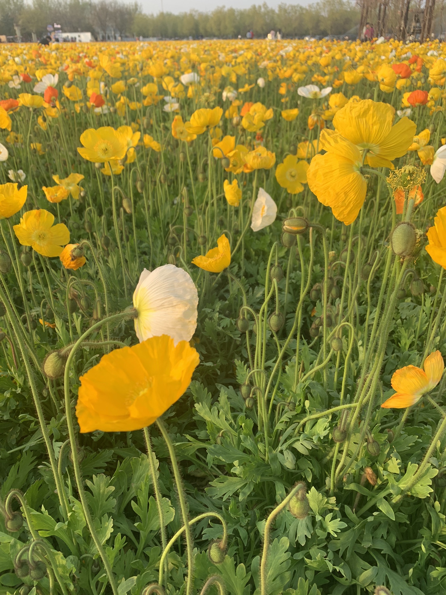 紫谷伊甸园旅行图片 1