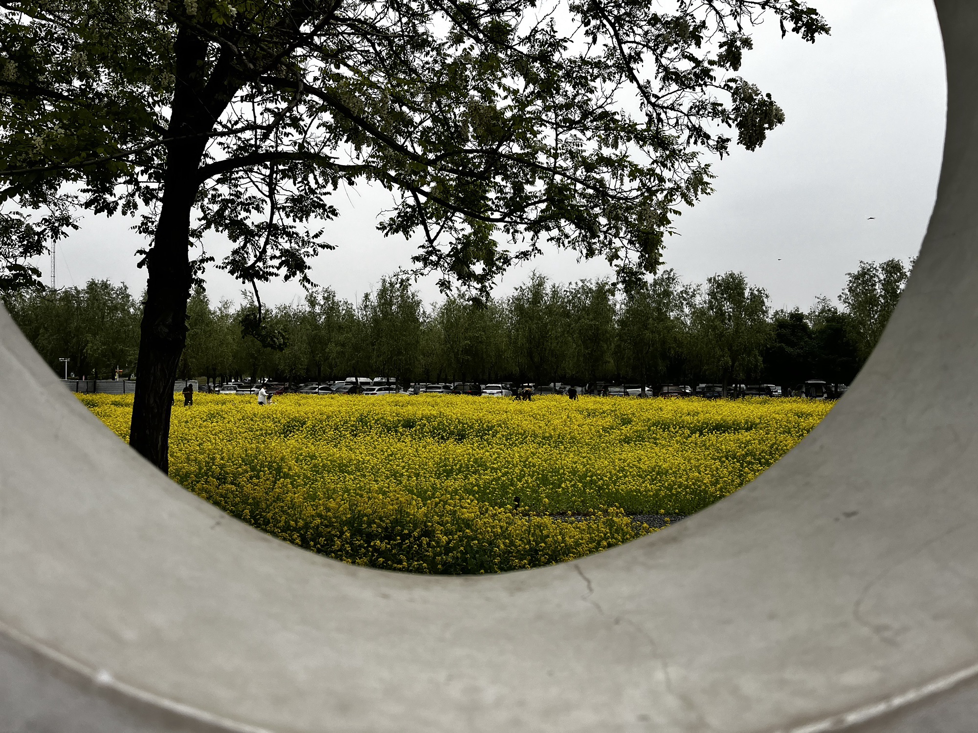 紫谷伊甸园旅行图片 1