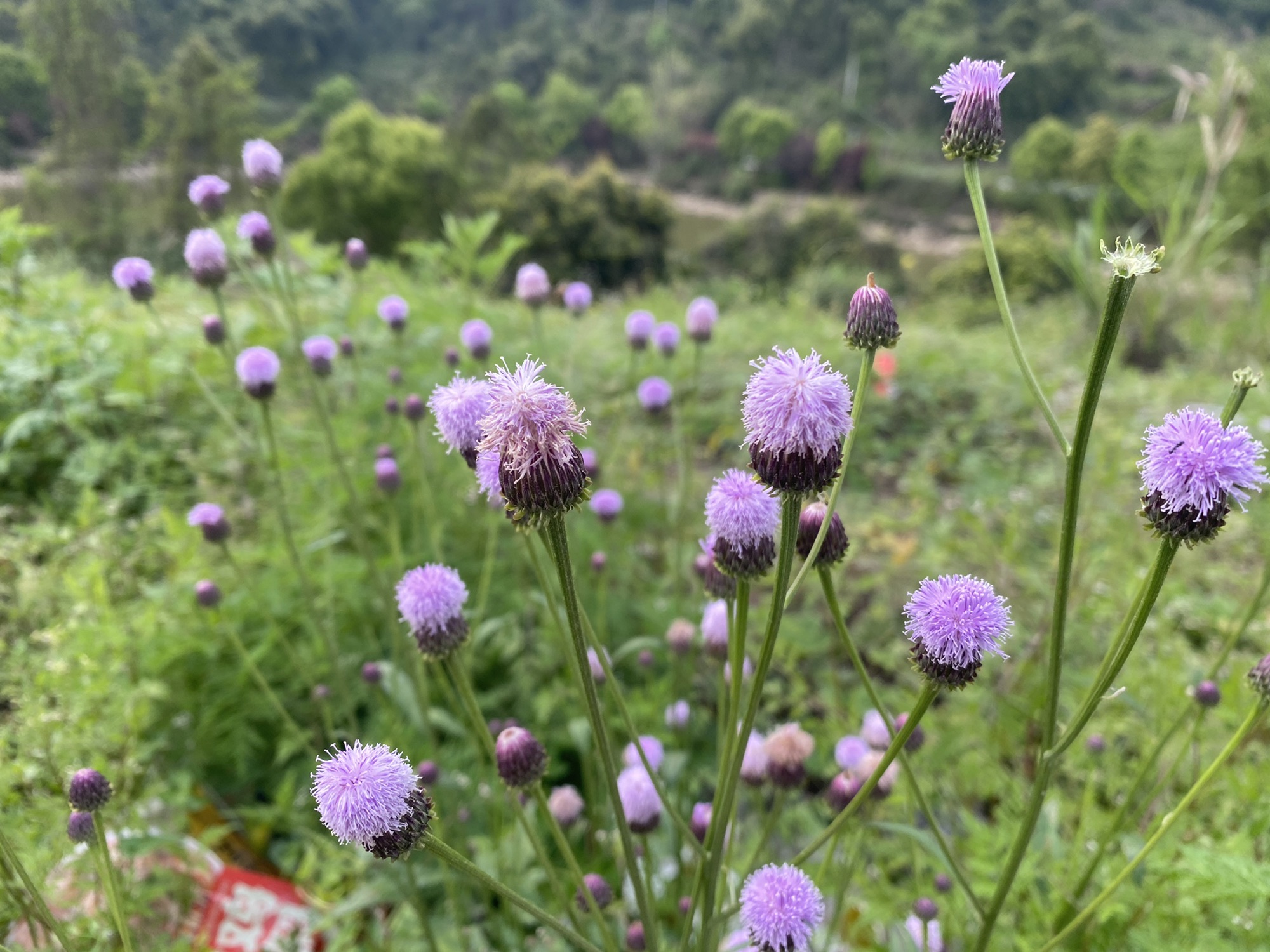 水天池景区旅行图片 2